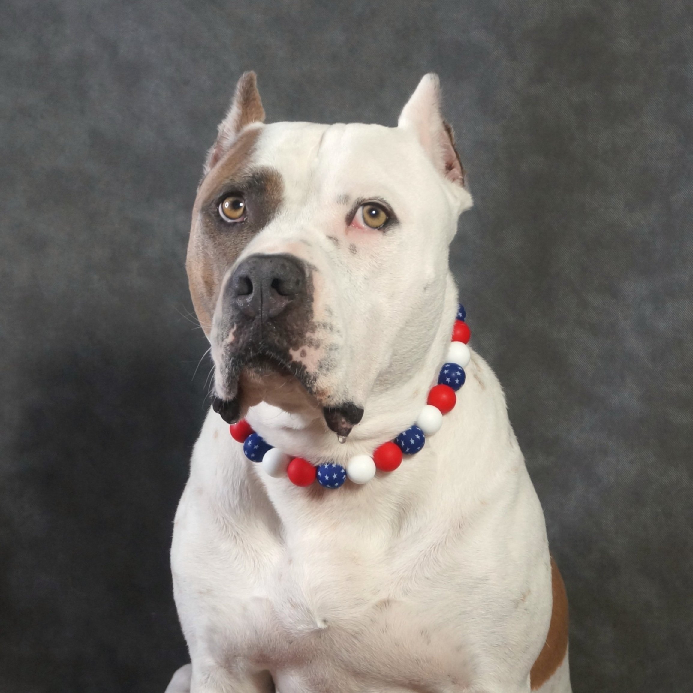 Stylish Dog Collars and Necklaces