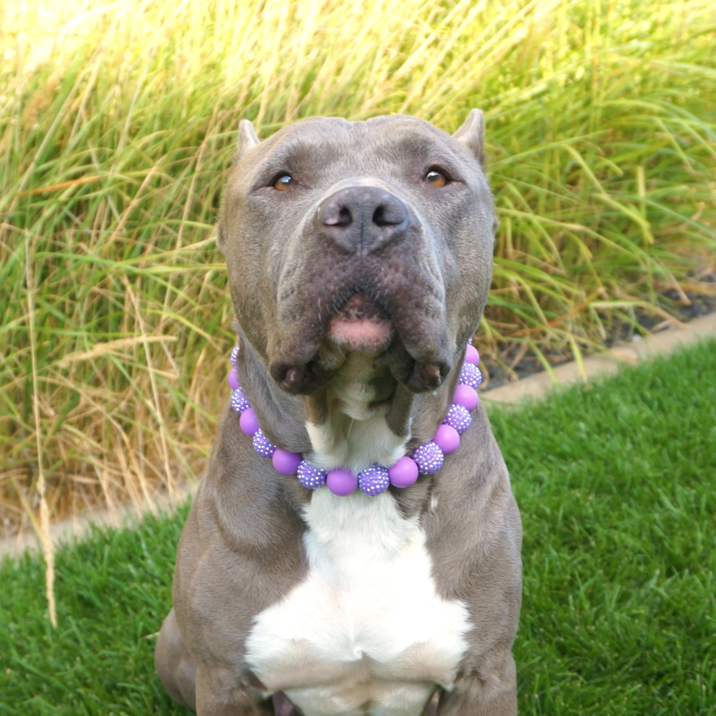 Silicone beaded dog collars and necklaces near me.