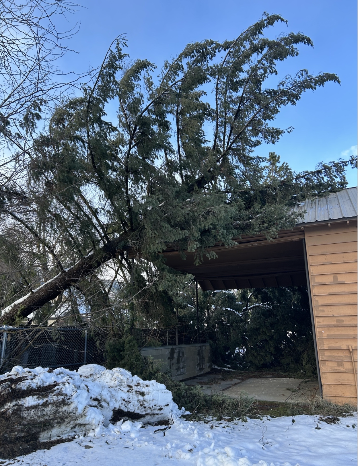 Fallen tree blocking a carport with snow on the ground and a partly cloudy blue sky.