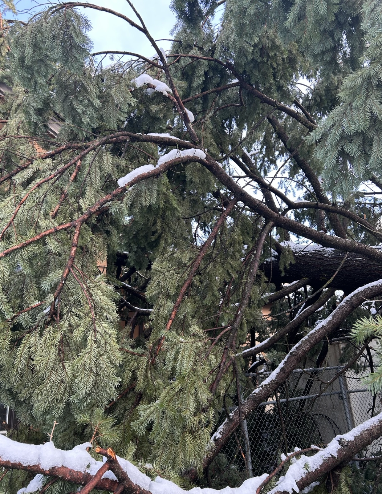 A fallen tree with snow on its branches leaning against a residential backyard fence.