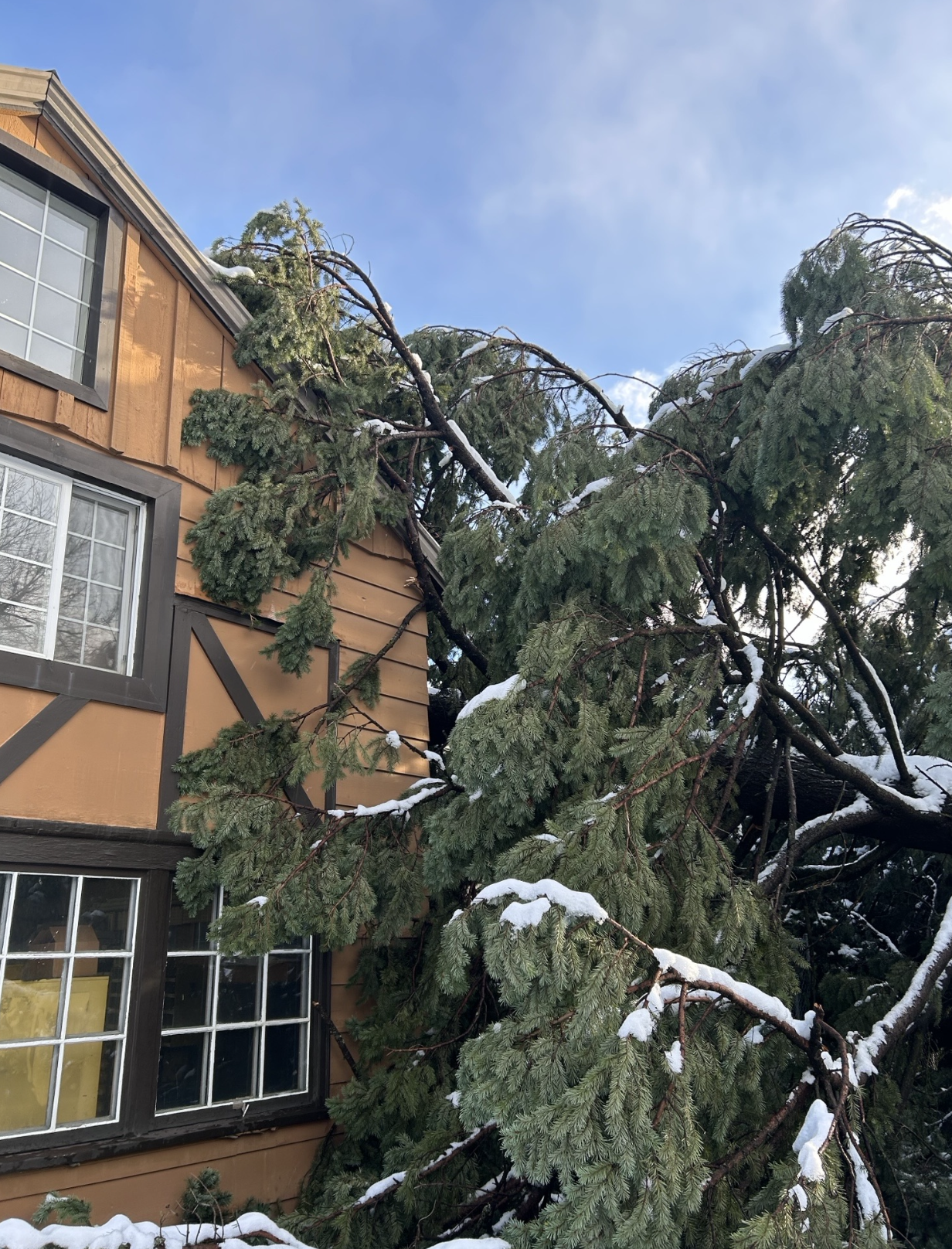A large evergreen tree has fallen onto the side of a house, covering the windows and leaning against the building in snowy weather under a blue sky.