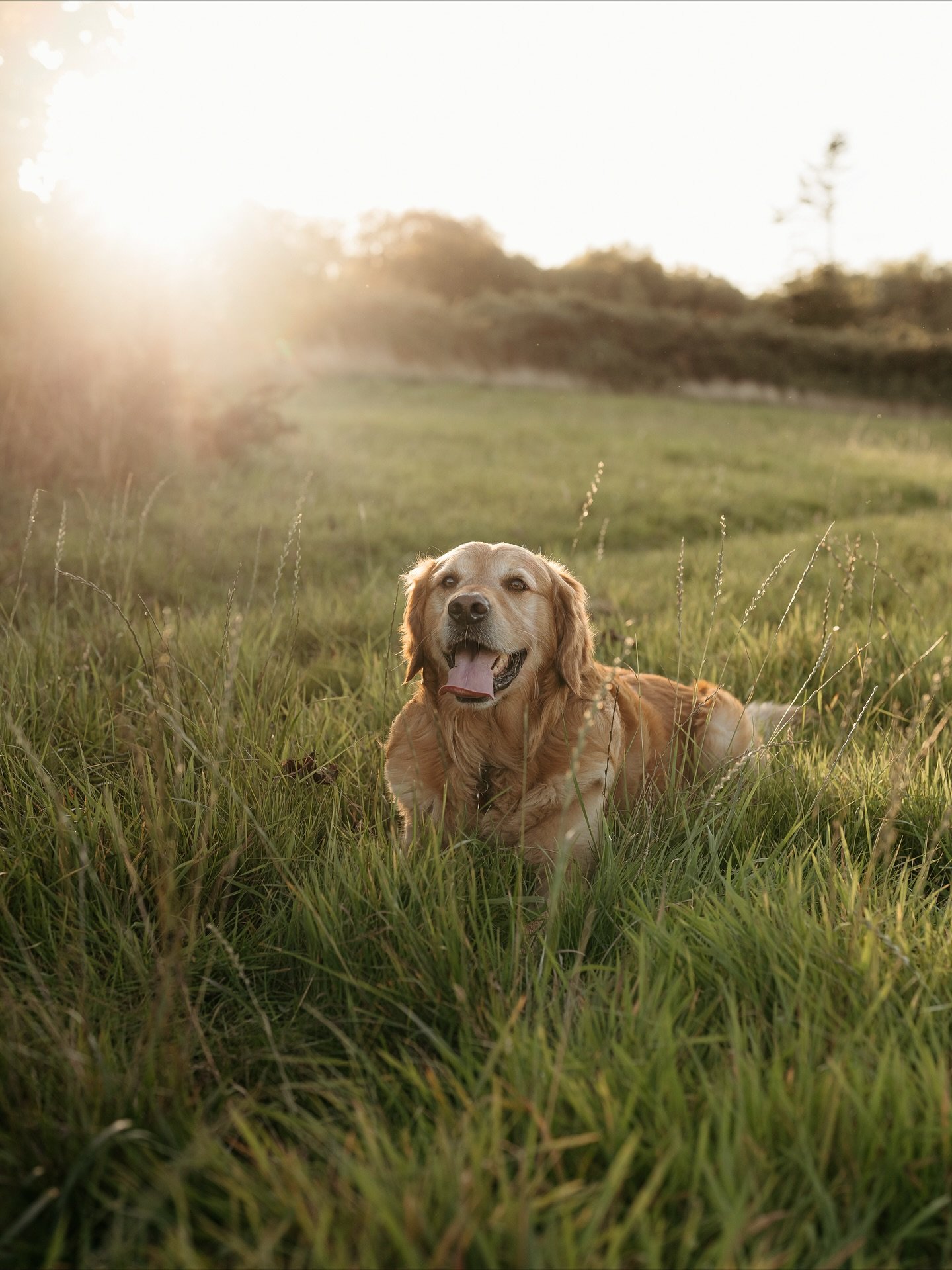 A lovely time at  what I thought was a family shoot, but turned out to be Chester&rsquo;s shoot and his humans were allowed to feature 🐾🐾 #family  #photoshoot  #yorkshirephotographer #whitbyphotographer