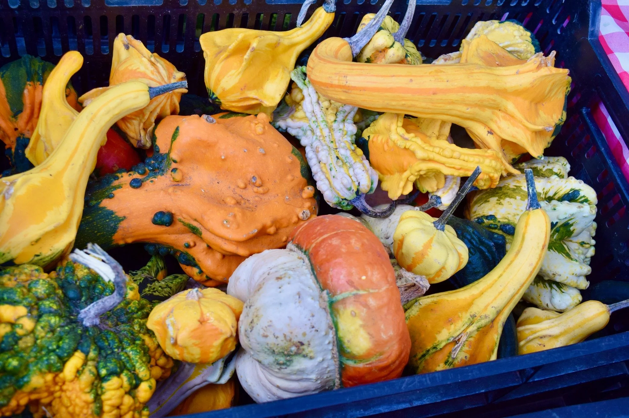 “Gourds, Grapes and Grandkids!” - We’re open at the Uptown Farmers Market this afternoon on Sunnyside Mall 2:30 - 7:00 (only three more markets left this season - last one Nov 5th).