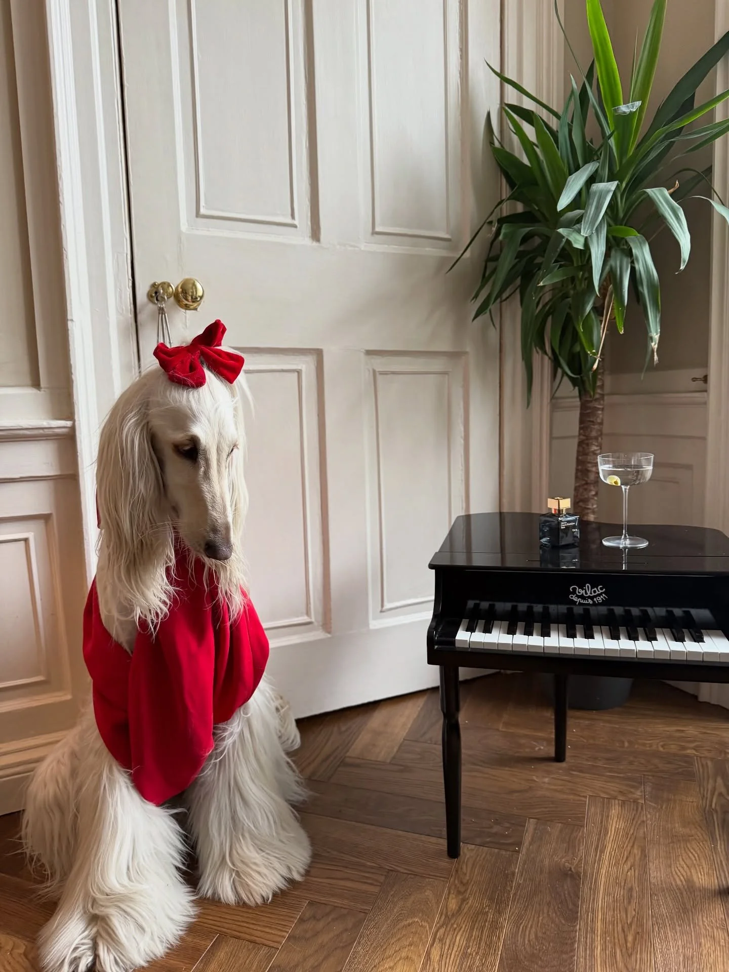 When you were left off the VIP list (but have your own fun anyway) 

#AfghanHound #PartyOutfit #EveningWear #RedDress #GrandPiano #ElegantStyle #ClassicFashion