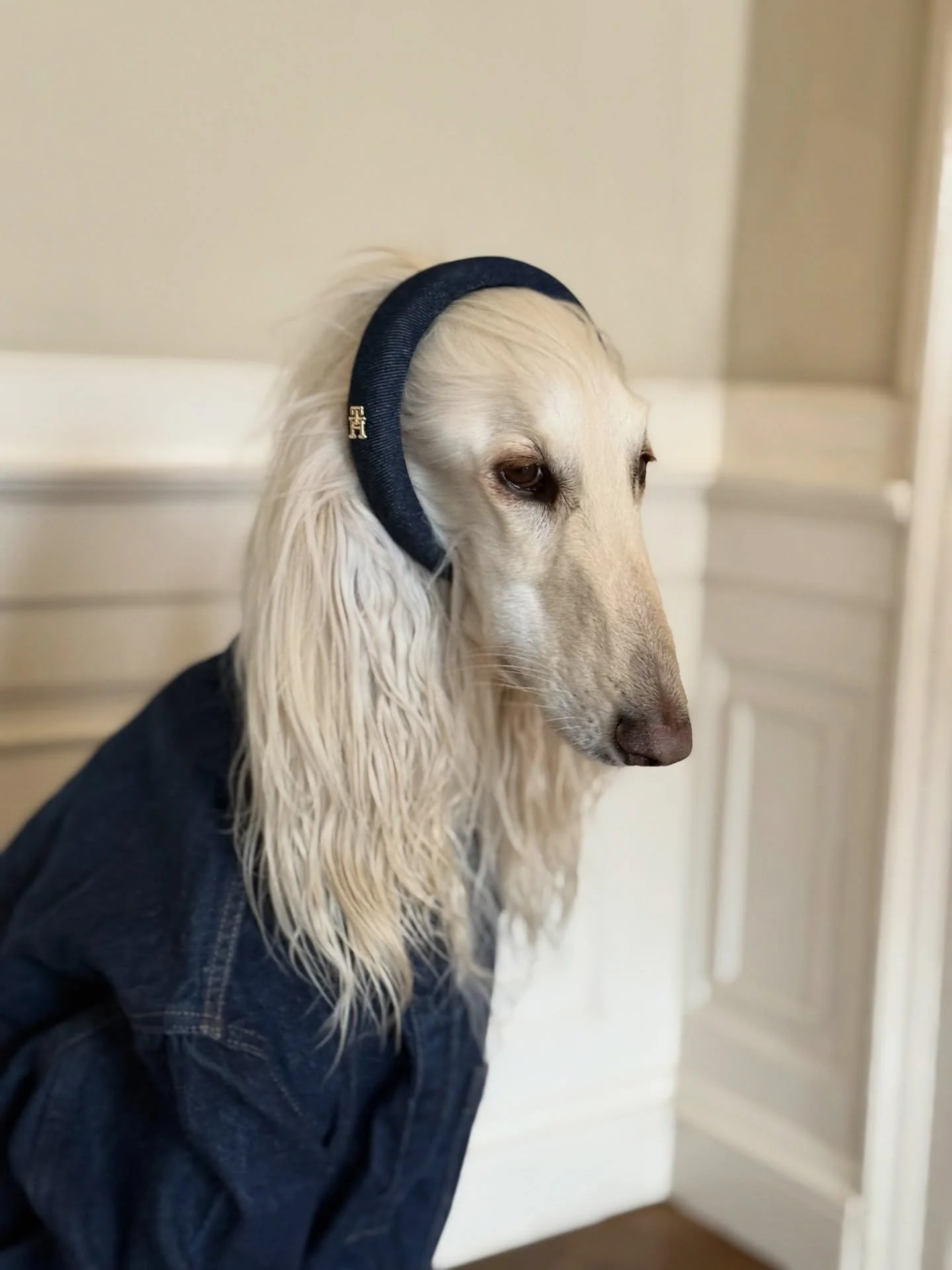 It&rsquo;s giving double denim (and extra wide flares) 

#AfghanHound #DoubleDenim #70sFashion #Flares #Sighthound #AutumnStyle #UK