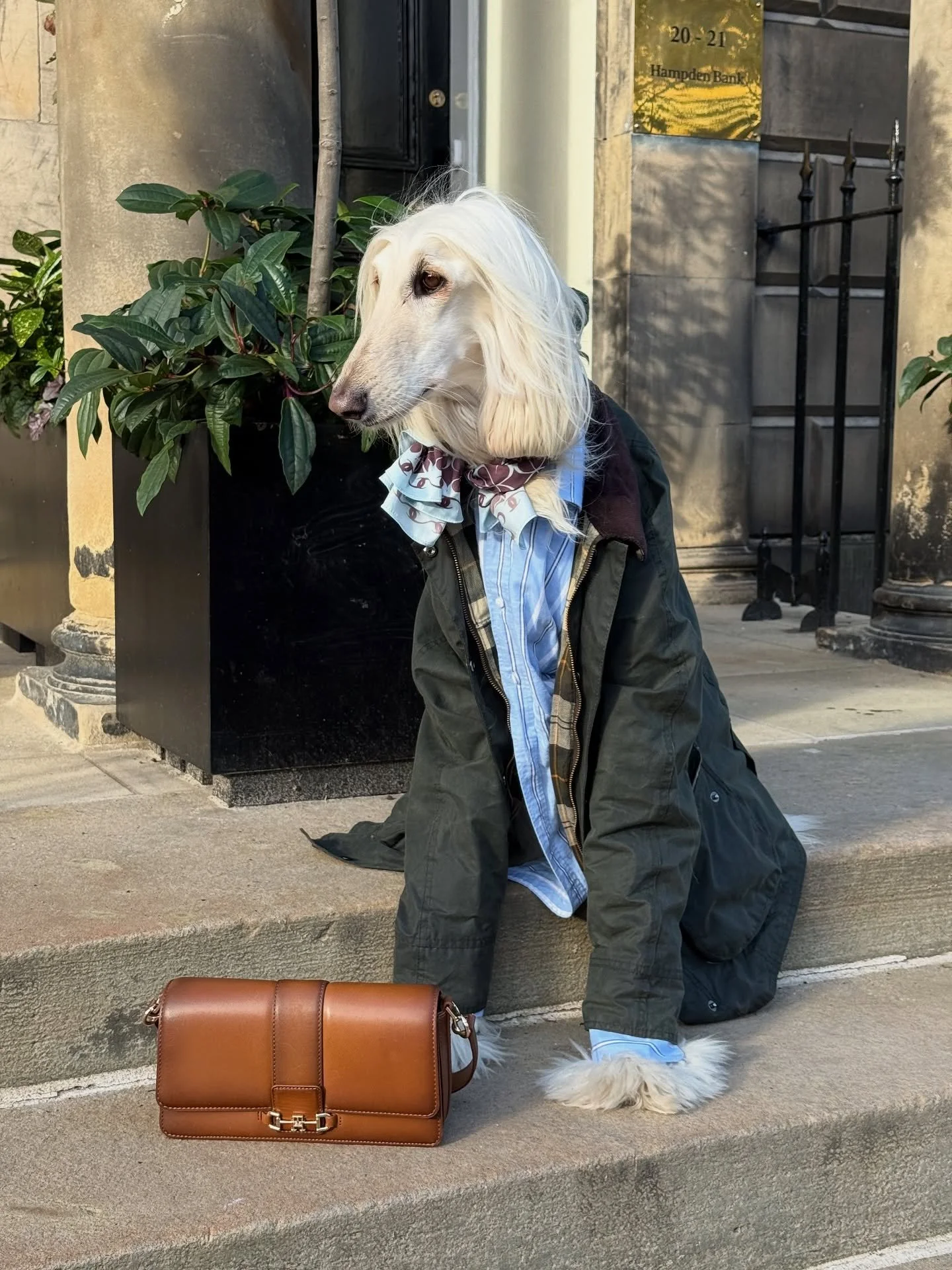 Waiting for my private banker (and checking how much is in the account for my pied-&agrave;-terre) 

#AfghanHound #AutumnStyle #CountryWear #Scotland #WaxedJacket #QuietLuxury