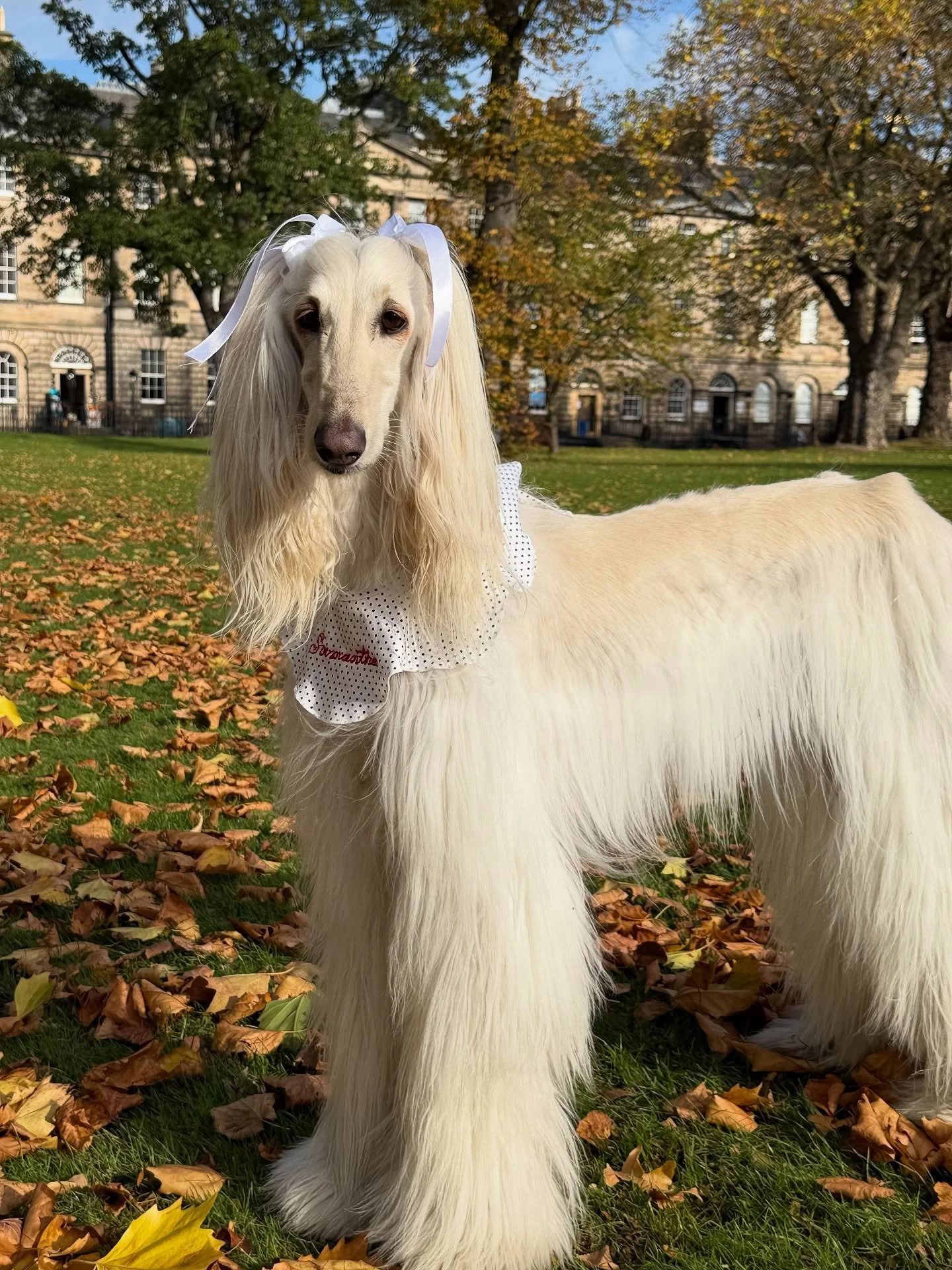Feeling like a new woman (with my very pretty Wanda collar)

#Gifted from @frengoods but honestly I was eyeing this up anyway. Love! 

#AfghanHound #DogFashion #AutumnStyle #Edinburgh #Scotland #AutumnLeaves