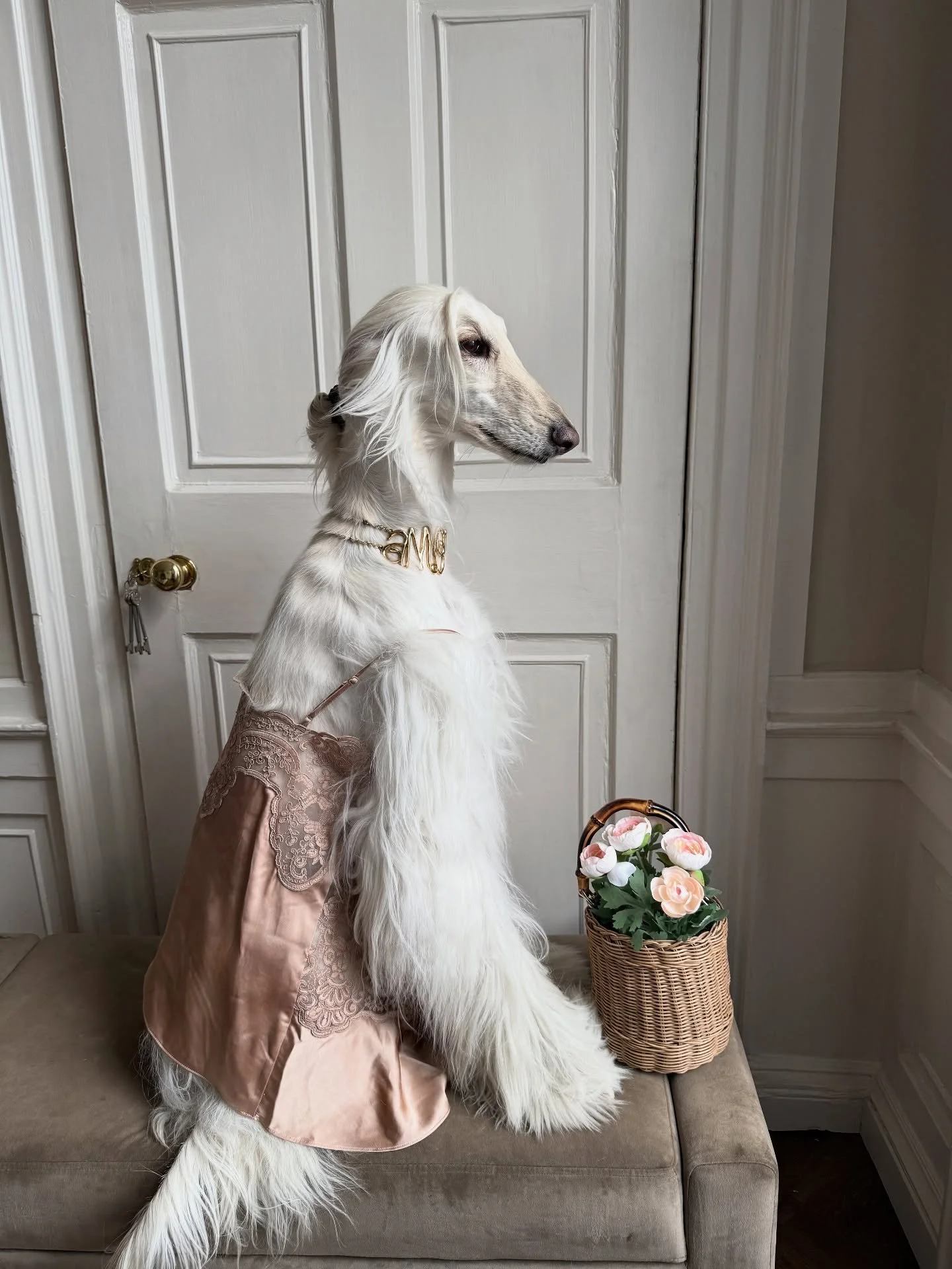 When you dress for the ballet (but only have errands)

#AfghanHound #Eveningwear #BalletCore #InteriorDesign #ElegantStyle