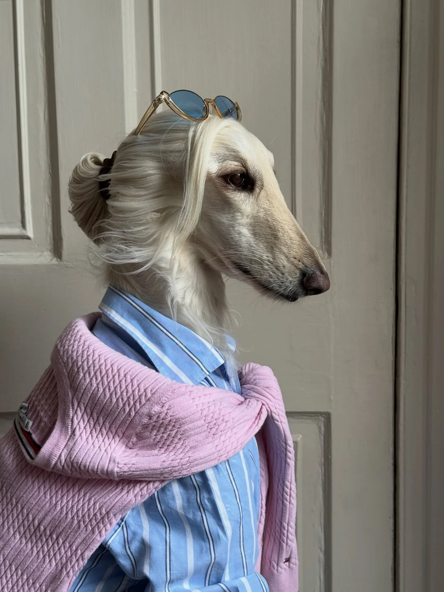 Wednesday&rsquo;s are for strolling the estate (and meeting the girls for a gossip) 

#AfghanHound #SmartCasual #PreppyStyle #Countrywear #SweaterSeason #Succession