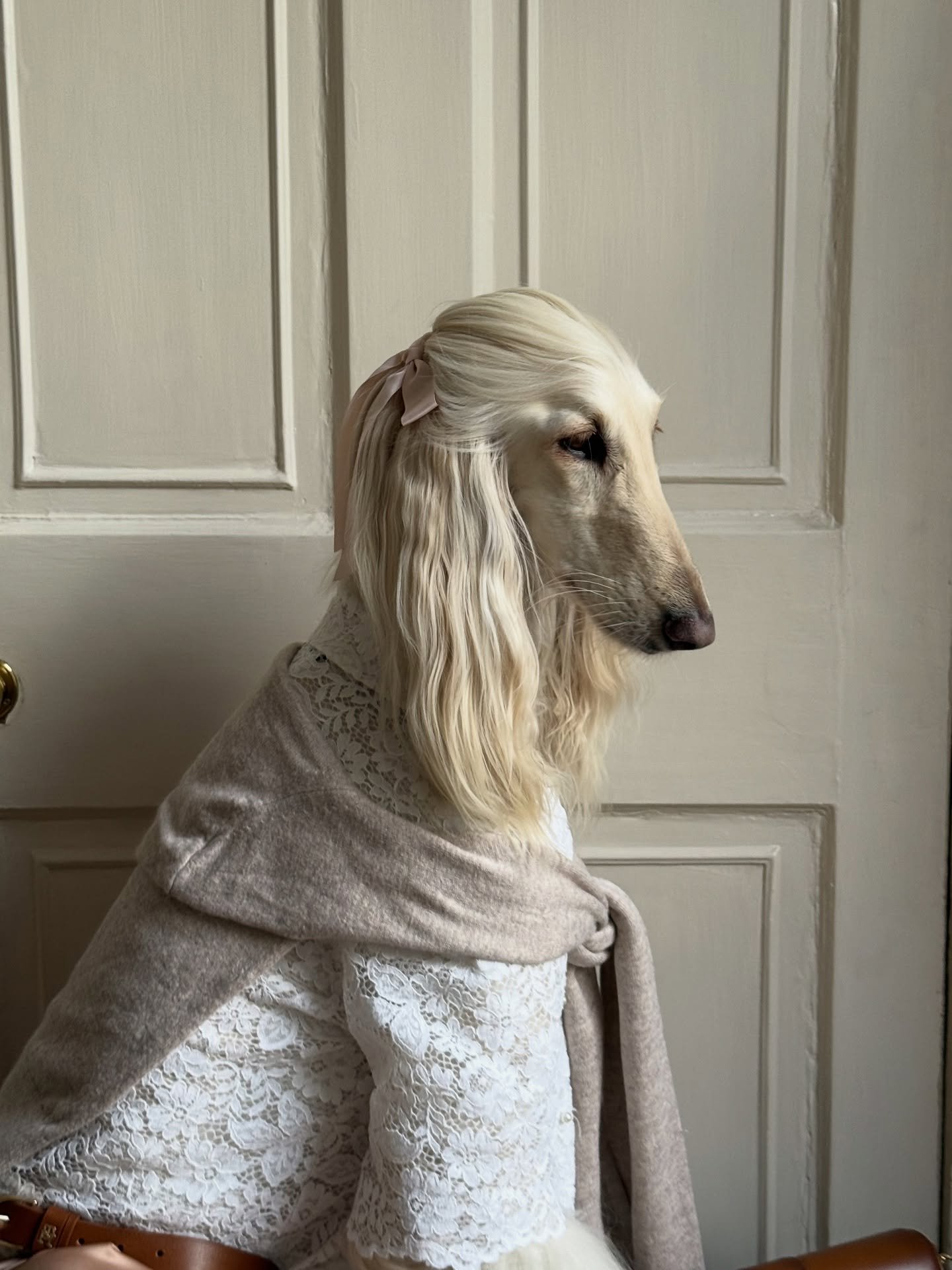 Contemplating a long walk (or maybe a cocktail) 

#AfghanHound #AutumnStyle #Officewear #LaceShirt #SilkSkirt #InteriorDesign