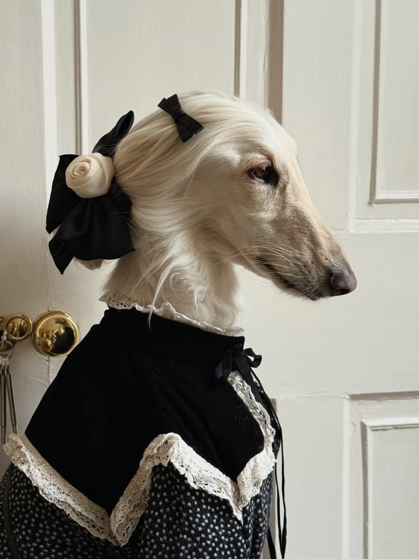 I won&rsquo;t do Halloween (but I will do chic Victorian)

#AfghanHound #Halloween #MonochromeOutfit #Lace #Velvet #AutumnStyle #InteriorDesign