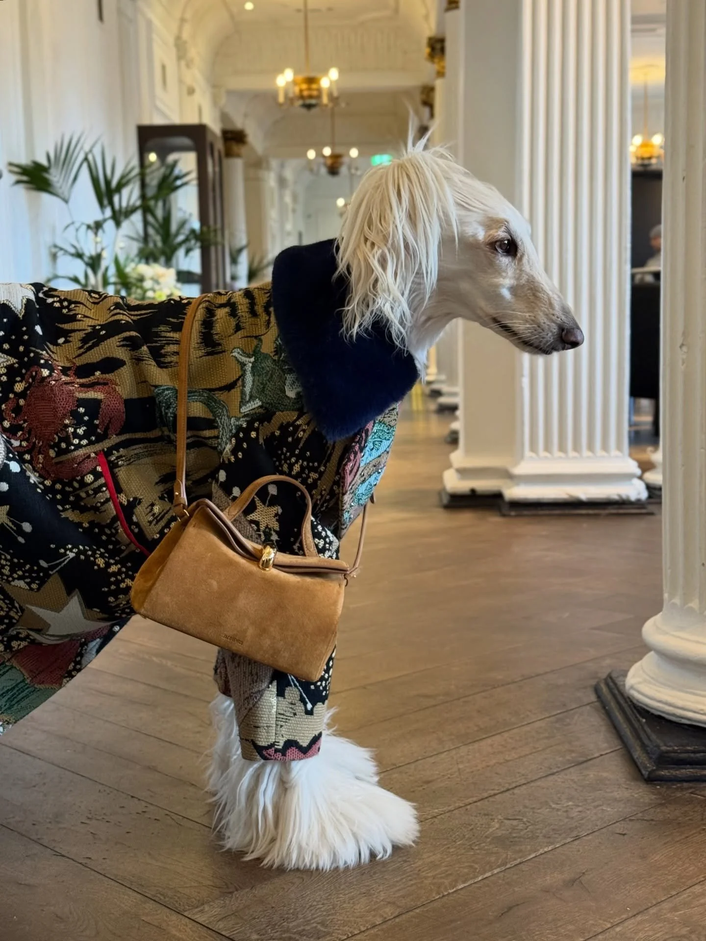 Browsed a few galleries (felt inspired with a tapestry coat)

#AfghanHound #WinterCoat #Tapestry #InteriorDesign #WinterFashion