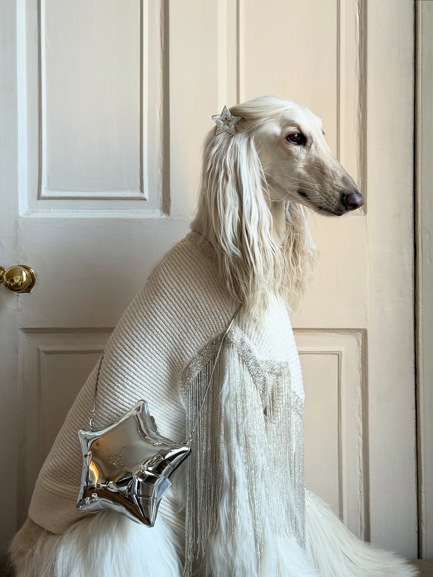 Adding a little sparkle (now I just need a glass of it)

#AfghanHound #ChristmasOutfit #WinterStyle #Stars #InteriorDesign