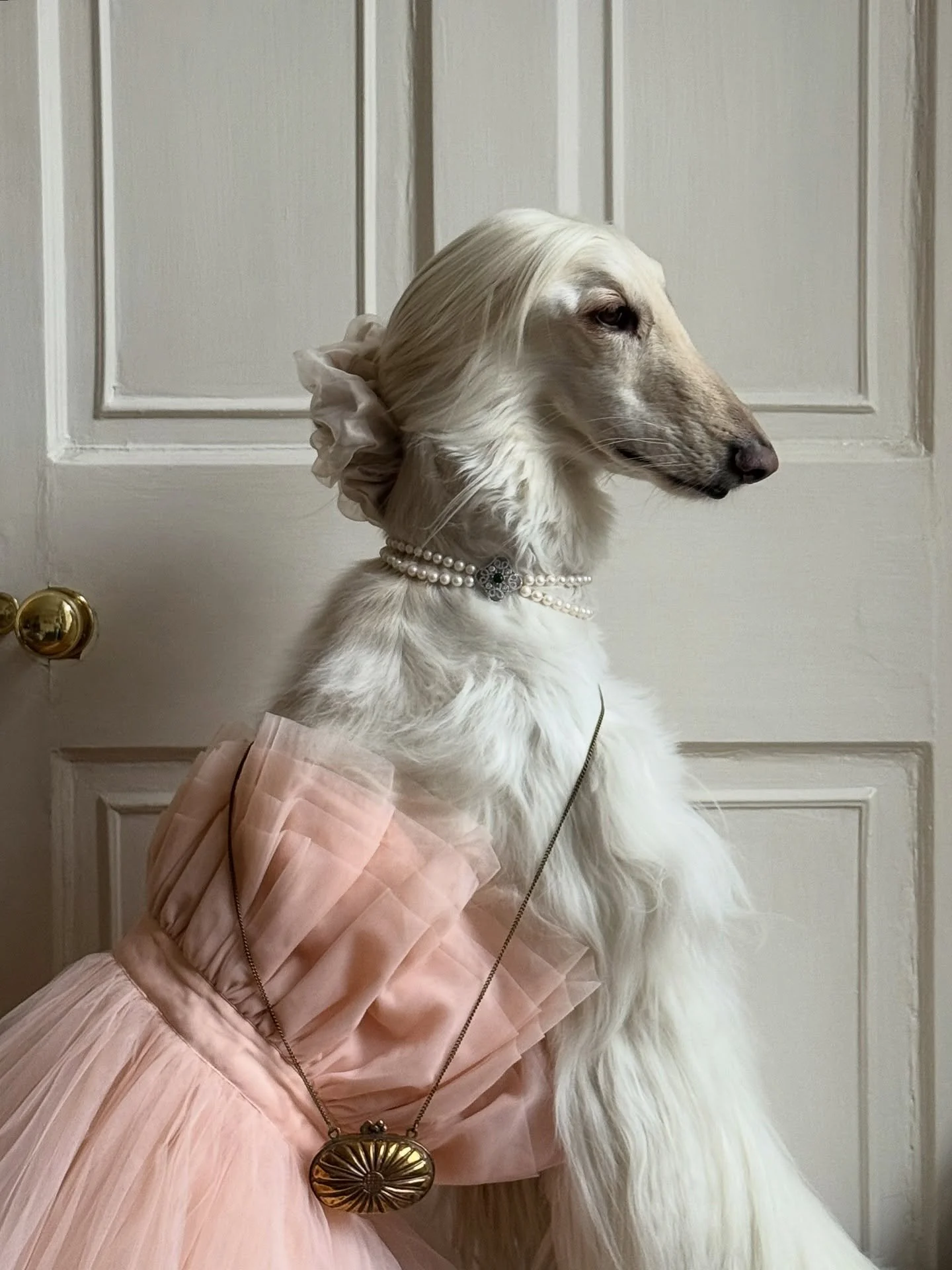 Ready for The Nutcracker (seats in the royal box reserved)

#AfghanHound #PrincessVibes #ChristmasDress #Ballet #InteriorDesign