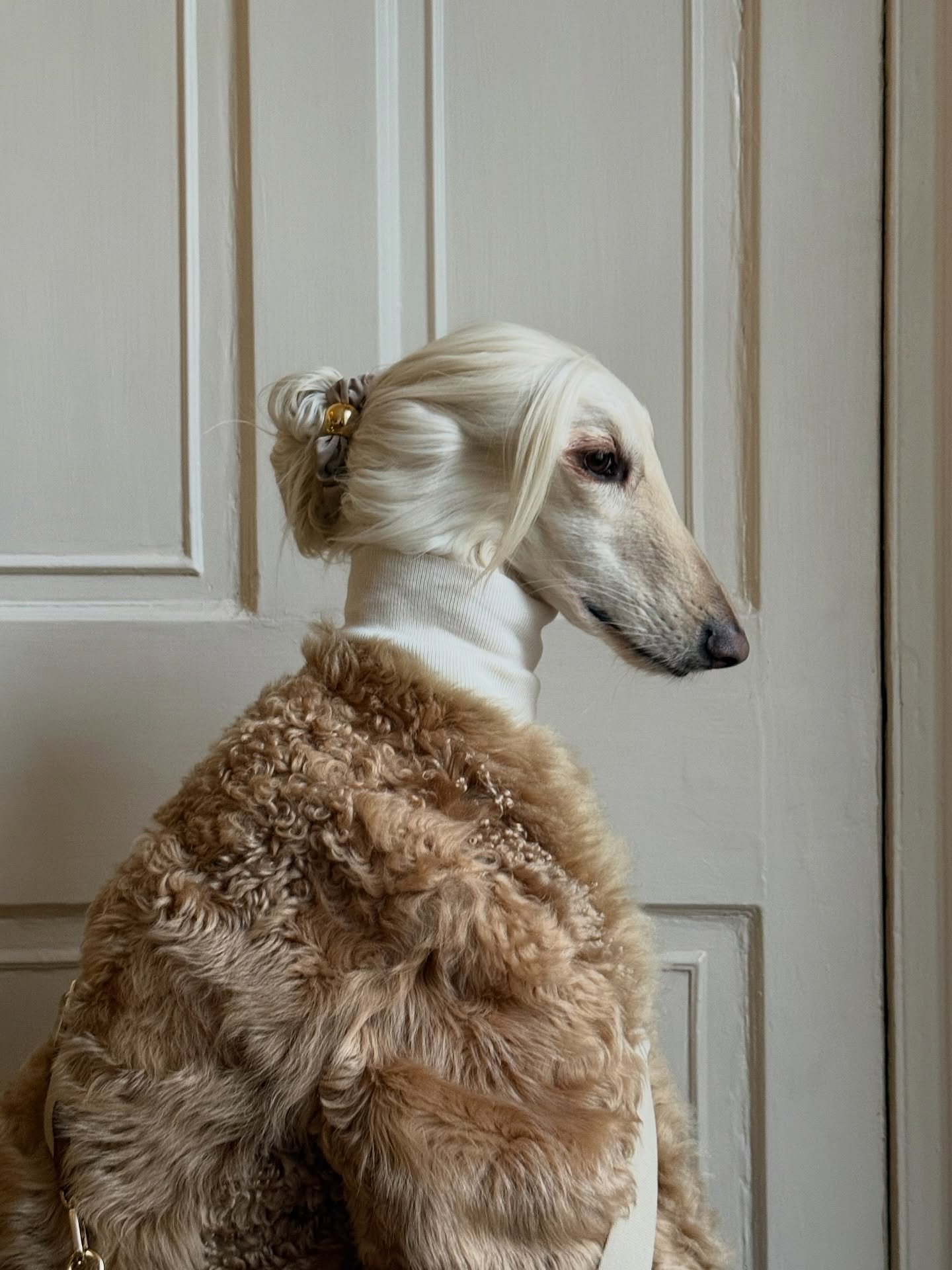 Got my fur coat on (yes, it&rsquo;s fur on fur)

#AfghanHound #FurCoat #WinterStyle #InteriorDesign #LuxuryFashion