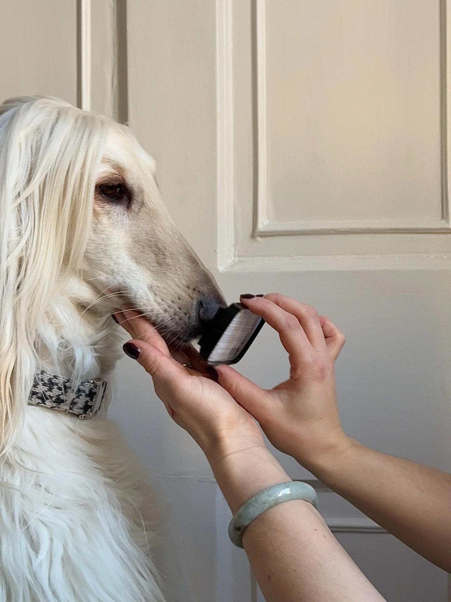 Signed with a kiss (and penned by my assistant)

#AfghanHound #Art #SignedPrint #InteriorDesign #FashionArt