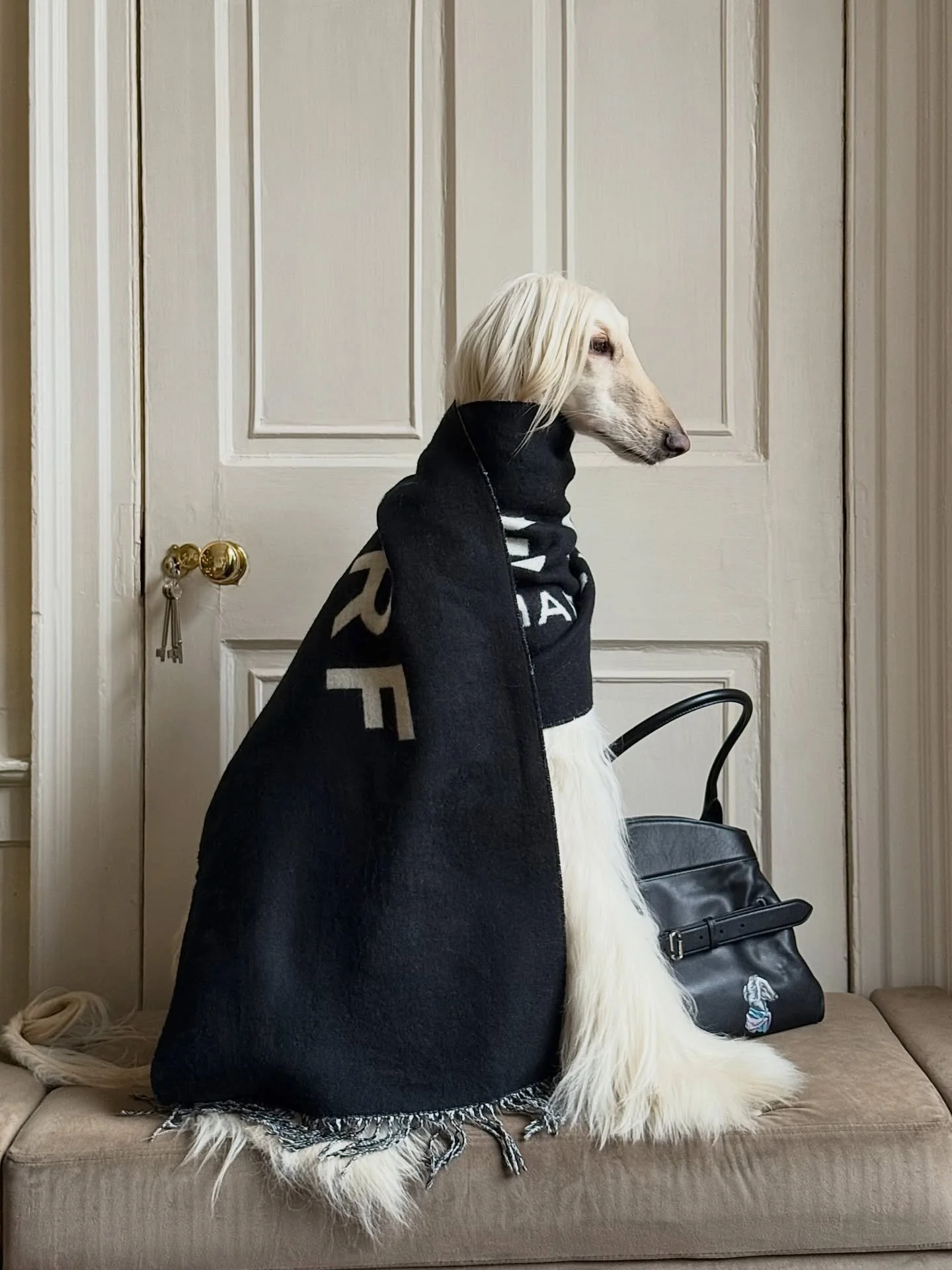 Practicing my Olsen tuck (with a very special bag)

#AfghanHound #ScarfSeason #WinterFashion #Monochrome #InteriorDesign