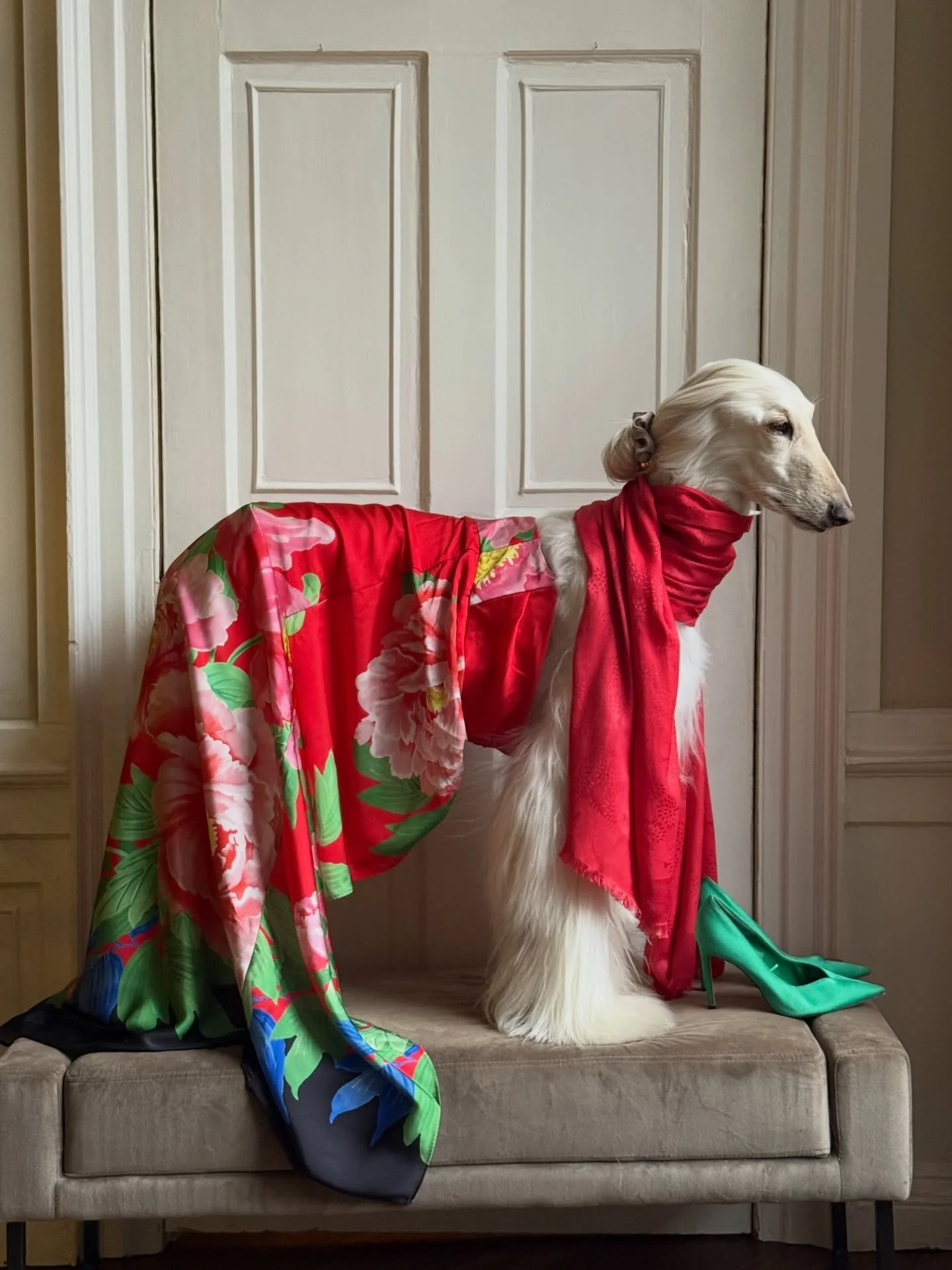 When you&rsquo;ve been invited to the panto (and know it&rsquo;s a colour competition)

#AfghanHound #ChristmasOutfit #Panto #LuxuryStyle #InteriorDesign