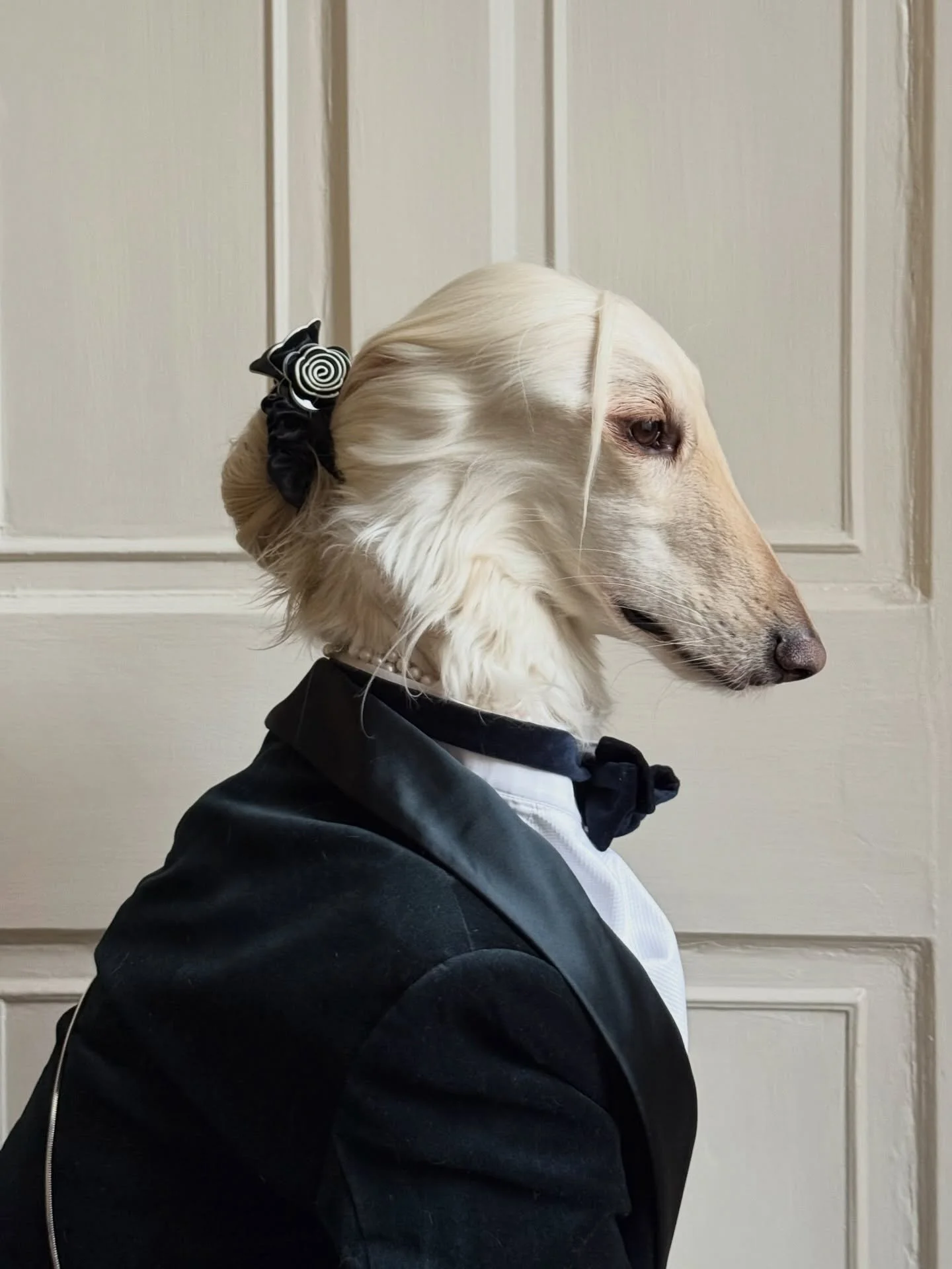 Invited for cocktails (and dreaming of canap&eacute;s)

#AfghanHound #Tuxedo #Velvet #NYEOutfit #InteriorDesign