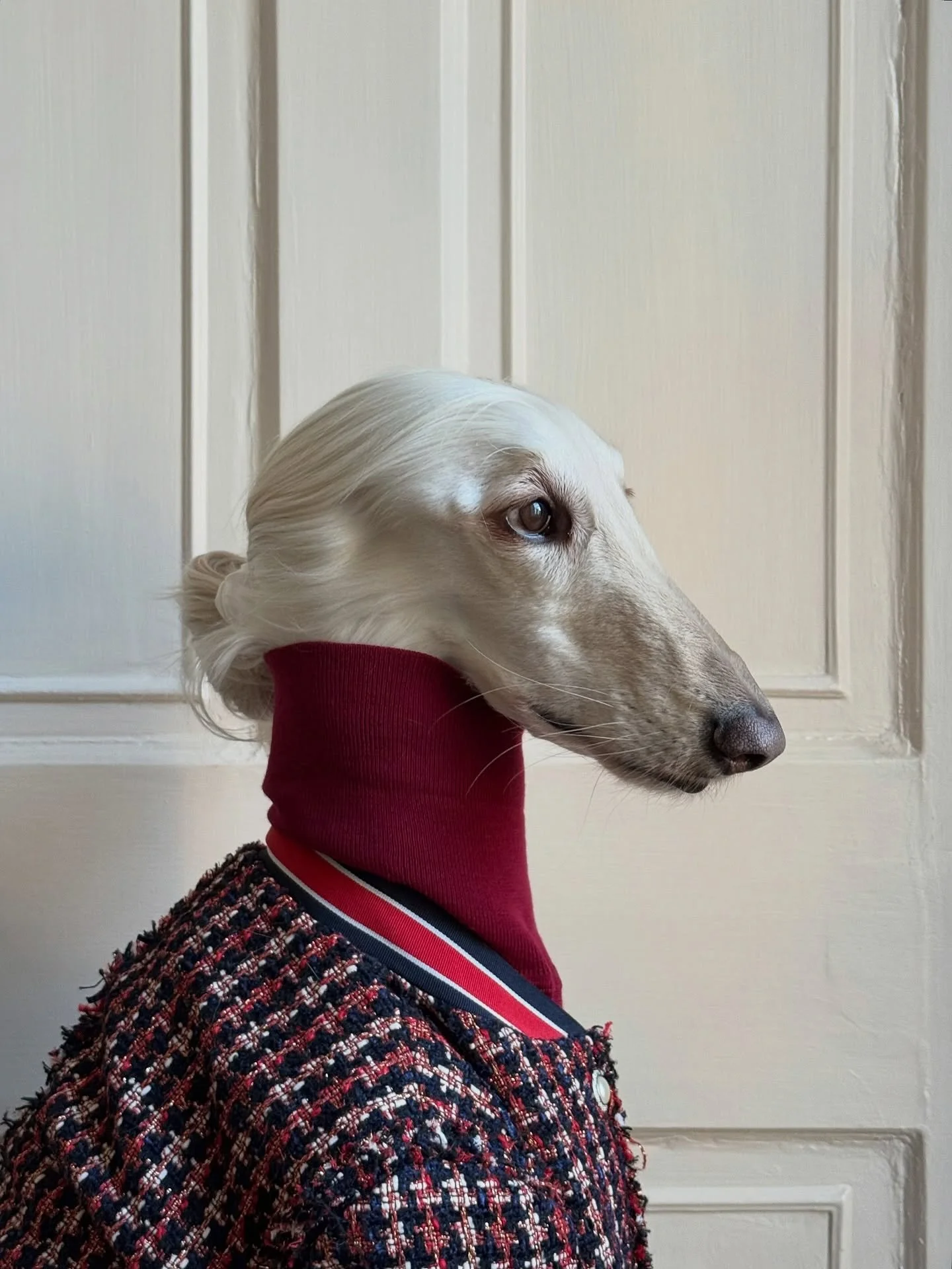 Soft look (dangerous confidence)

#AfghanHound #TweedJacket #Turtleneck #WinterFashion #QuietLuxury