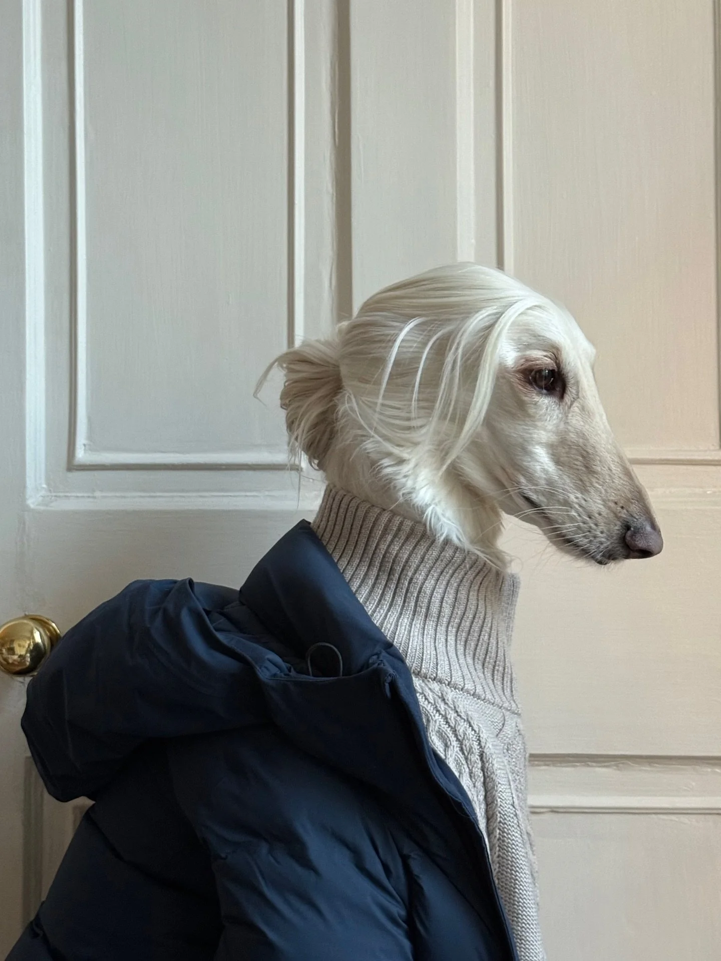 Ladies wear or dog wear? (Choose a girl who looks good in both)

#AfghanHound #WinterCoat #PufferJacket #SkiFashion #InteriorDesign