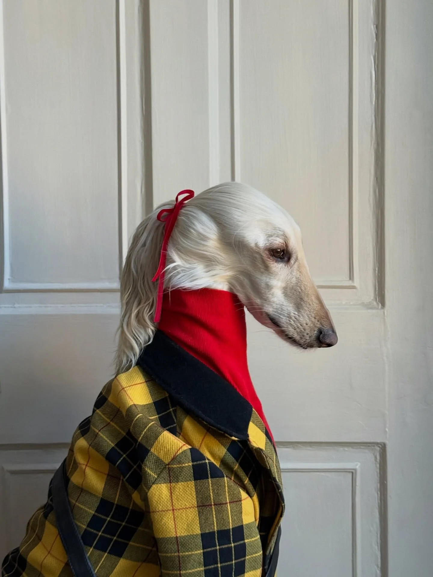 Tartan today (highland escape tomorrow) 

#AfghanHound #Tartan #WinterCoat #QuietLuxury #InteriorDesign