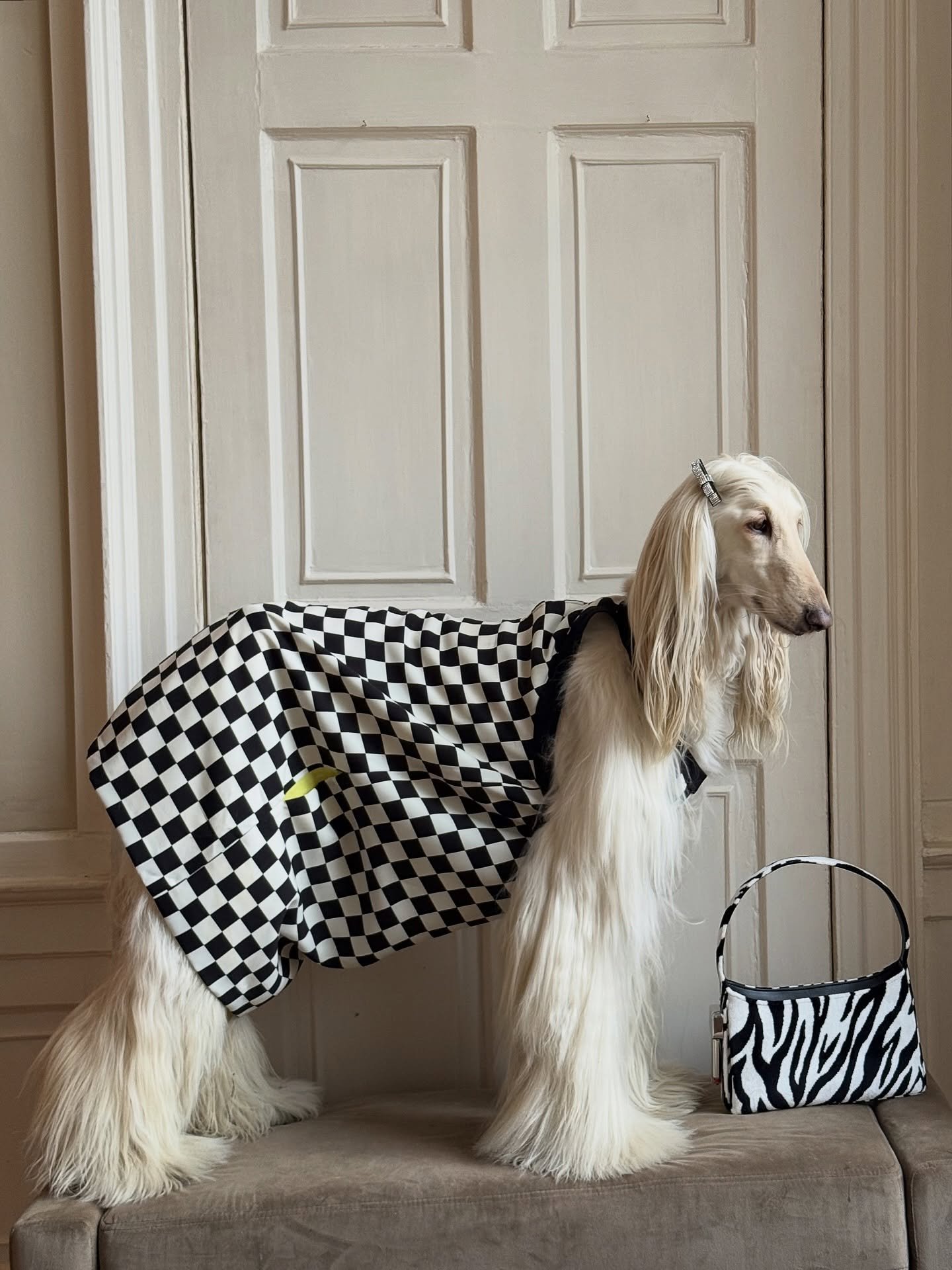 Pre-drinks (but make it editorial)

#AfghanHound #BlackAndWhiteOutfit #ZebraPrint #PartyOutfit #InteriorDesign