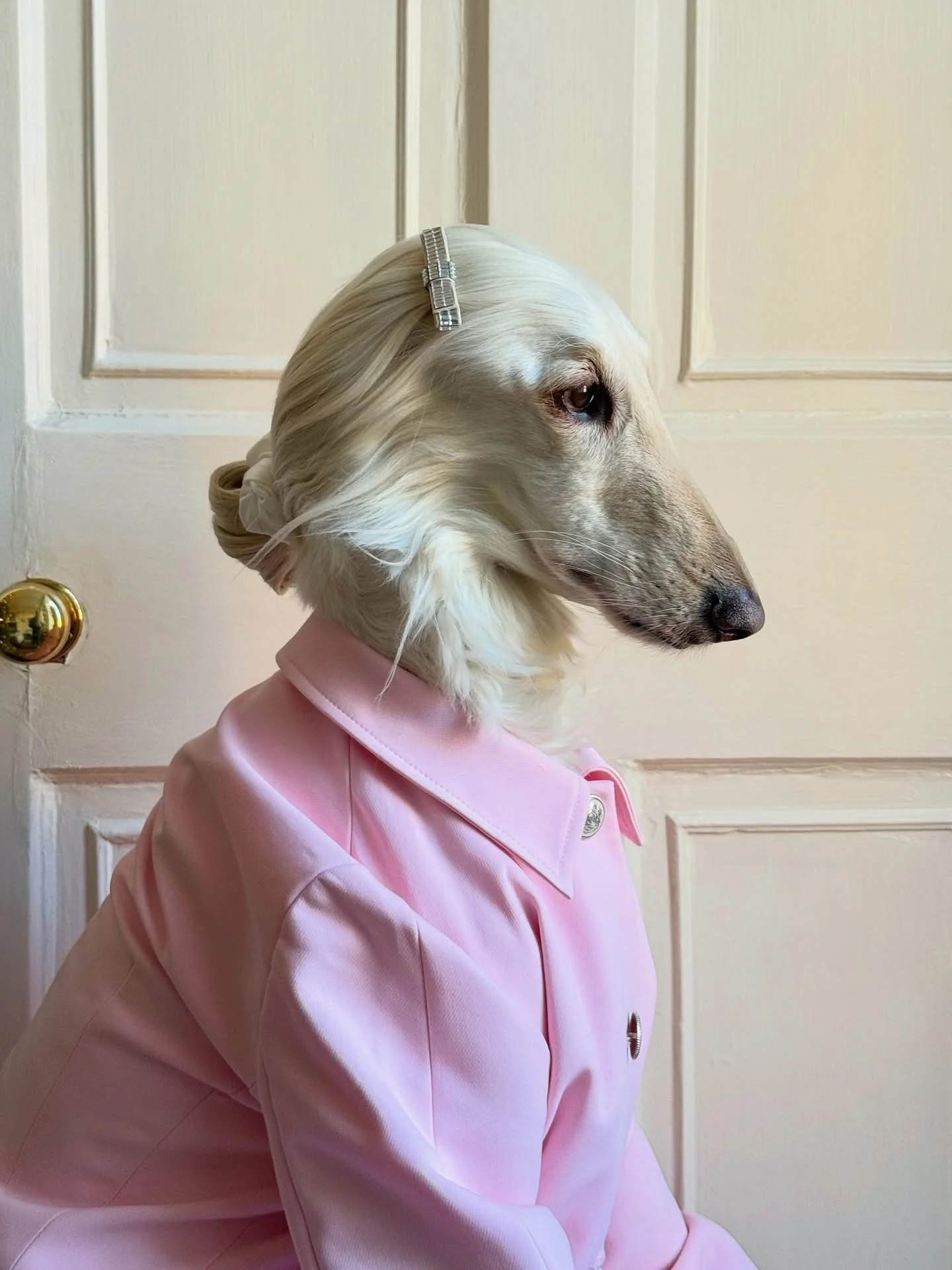 Here she waits (for absolutely no one)

#AfghanHound #PinkOutfit #LuxuryStyle #QuietLuxury #InteriorDesign