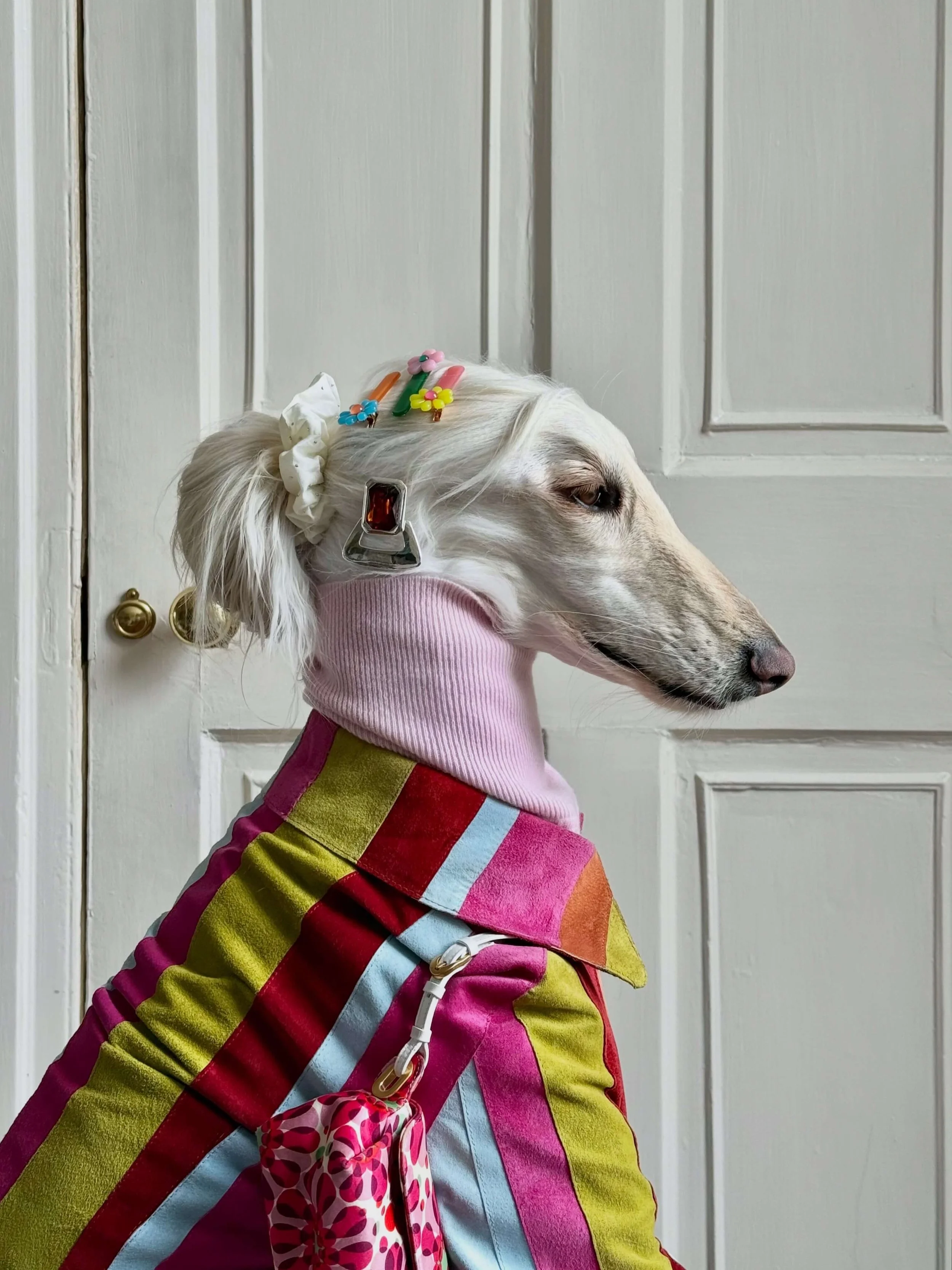Samantha the Afghan Hound wearing bright striped Dolce & Gabbana suede jacket and Jimmy Choo bag