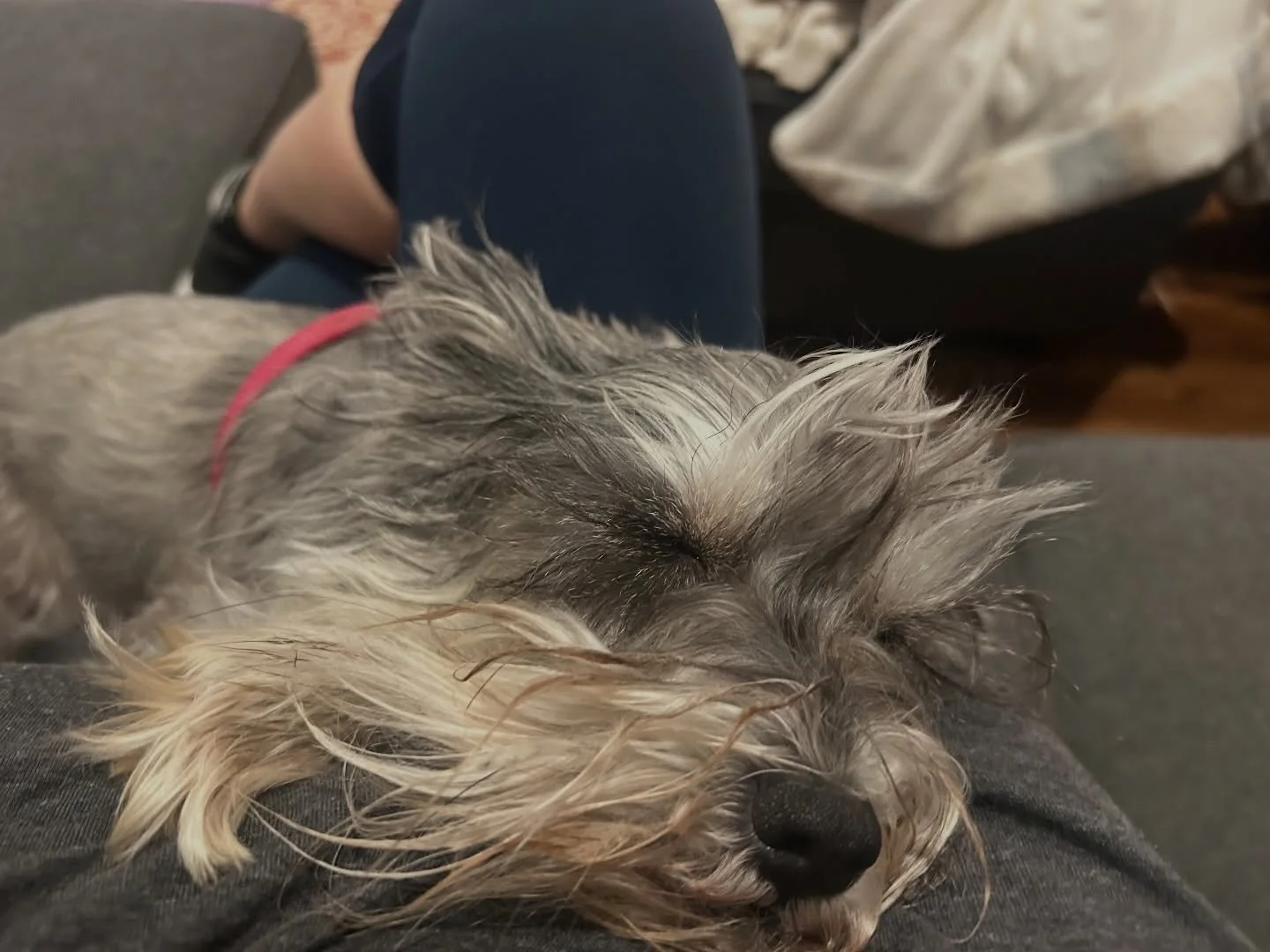 It isn&rsquo;t often this little one falls asleep in my arms like this but a busy day at home on the farm will tucker out even the most active pup.
#farmpup #farmlife #familytime #contentcreator