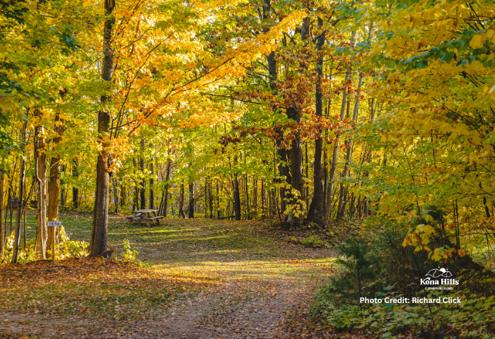 The Octopus Cluster in the fall