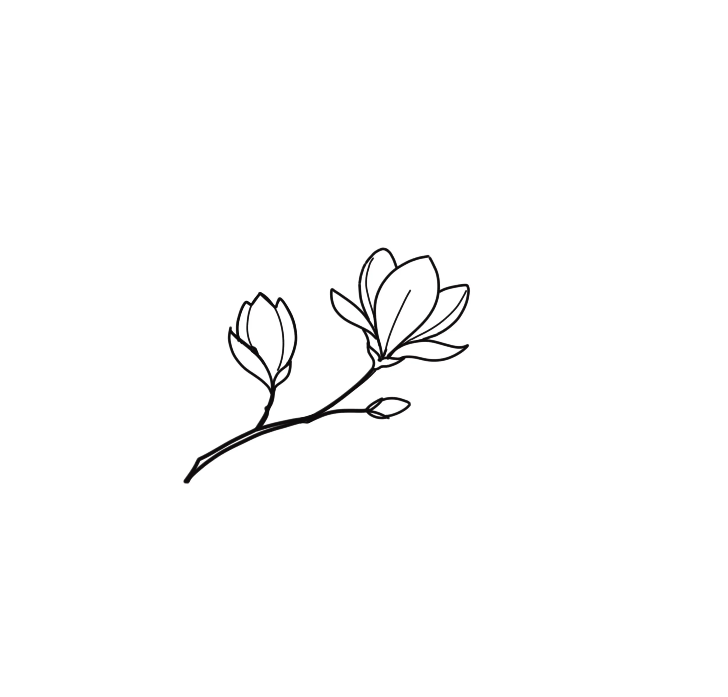 Magnolia Branch