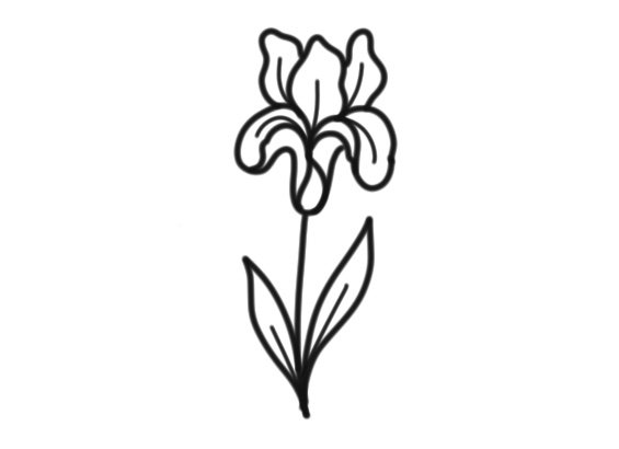 Iris Fine-Line