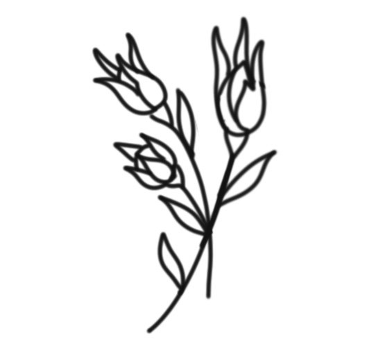 Rose Buds