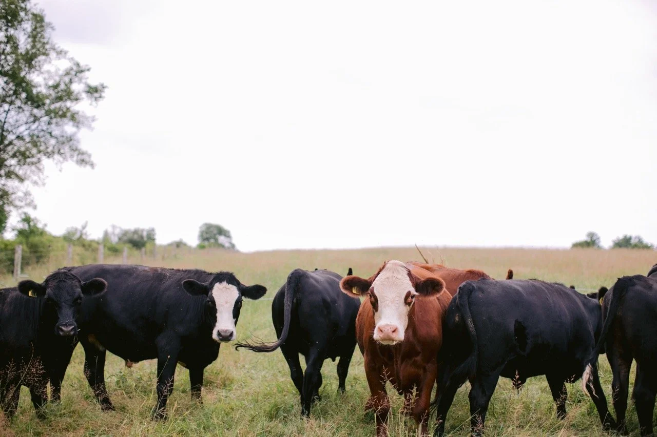 Four black and brown cows stand in a green and yellow pasture of grass. Two cows look at the camera and two cows are turned away under a white hazy sky..