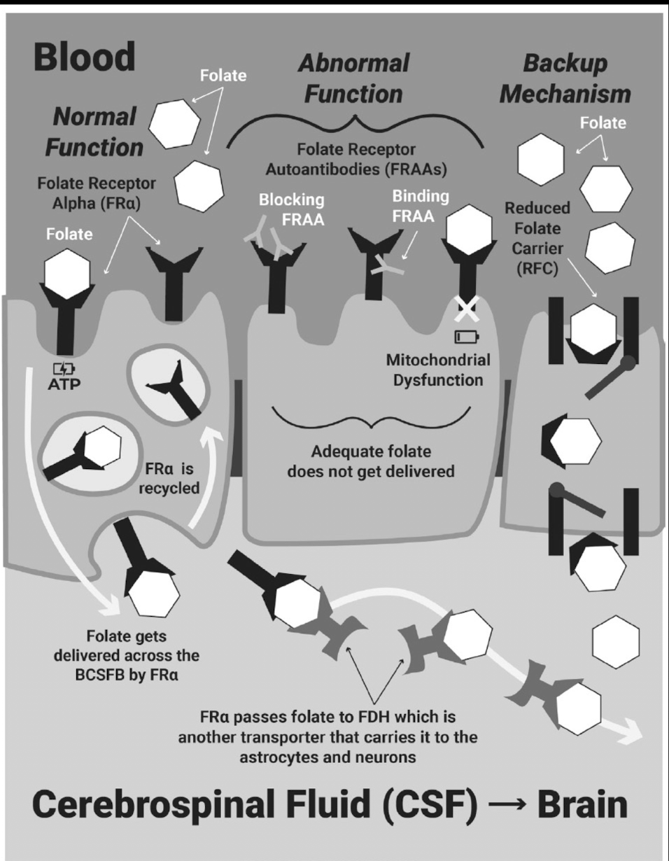 Leucovorin Treatment for Autism and Neurodevelopmental Conditions: A ...