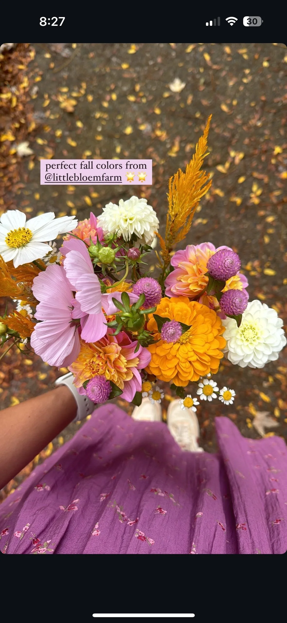 Bouquet of colorful fall flowers, including pink, orange, white, and purple blooms, held by a person wearing a purple floral dress and white shoes. Background shows autumn leaves on the ground. Text overlay reads 'perfect fall colors from @littlebloemfarm.'"