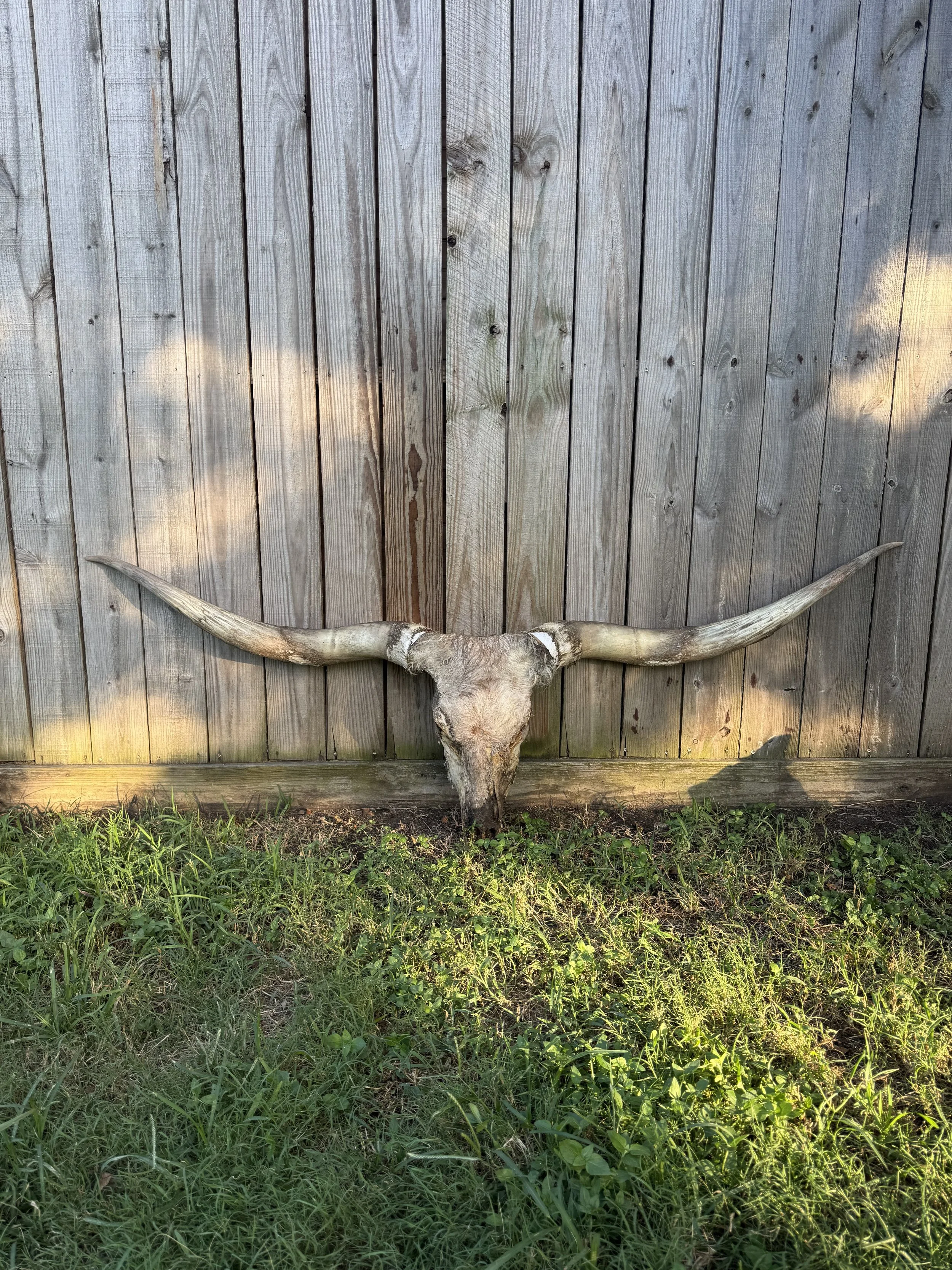 Customizable Longhorn Skull