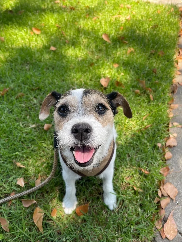 A happy young dog with a brown and white coat standing on grass with fallen leaves, looking up at the camera with a pink tongue out.