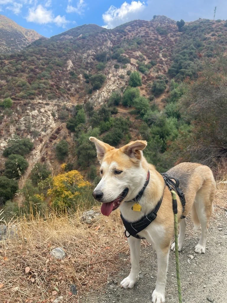 A dog on a hiking trail in a mountainous area with trees and dry grass.