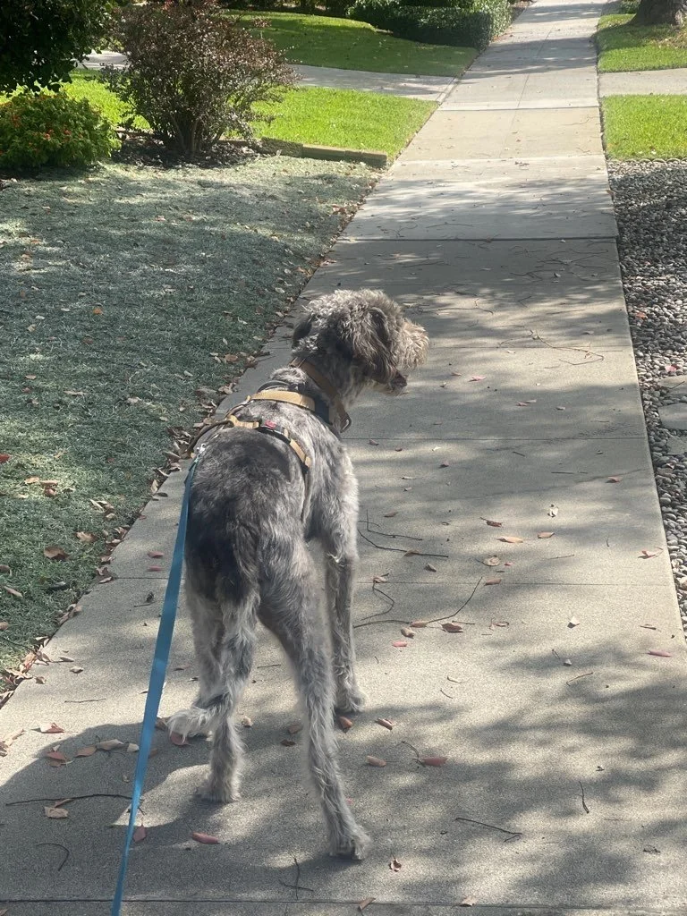 A dog on a leash walking on a sidewalk in a residential neighborhood with green grass and trees, appearing to look at something ahead.