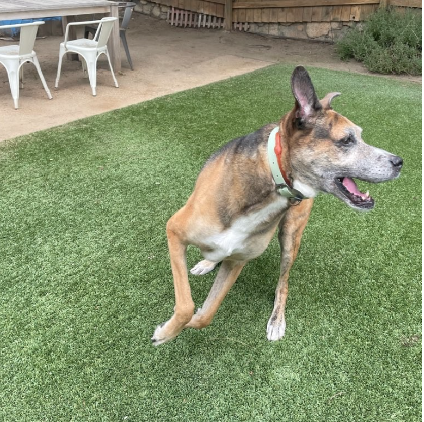 A medium-sized, mixed-breed dog with a brindle coat, standing on an artificial green turf lawn, looking to the right with its mouth open. In the background, there are white outdoor chairs and a table on a concrete patio area, with a wooden fence and