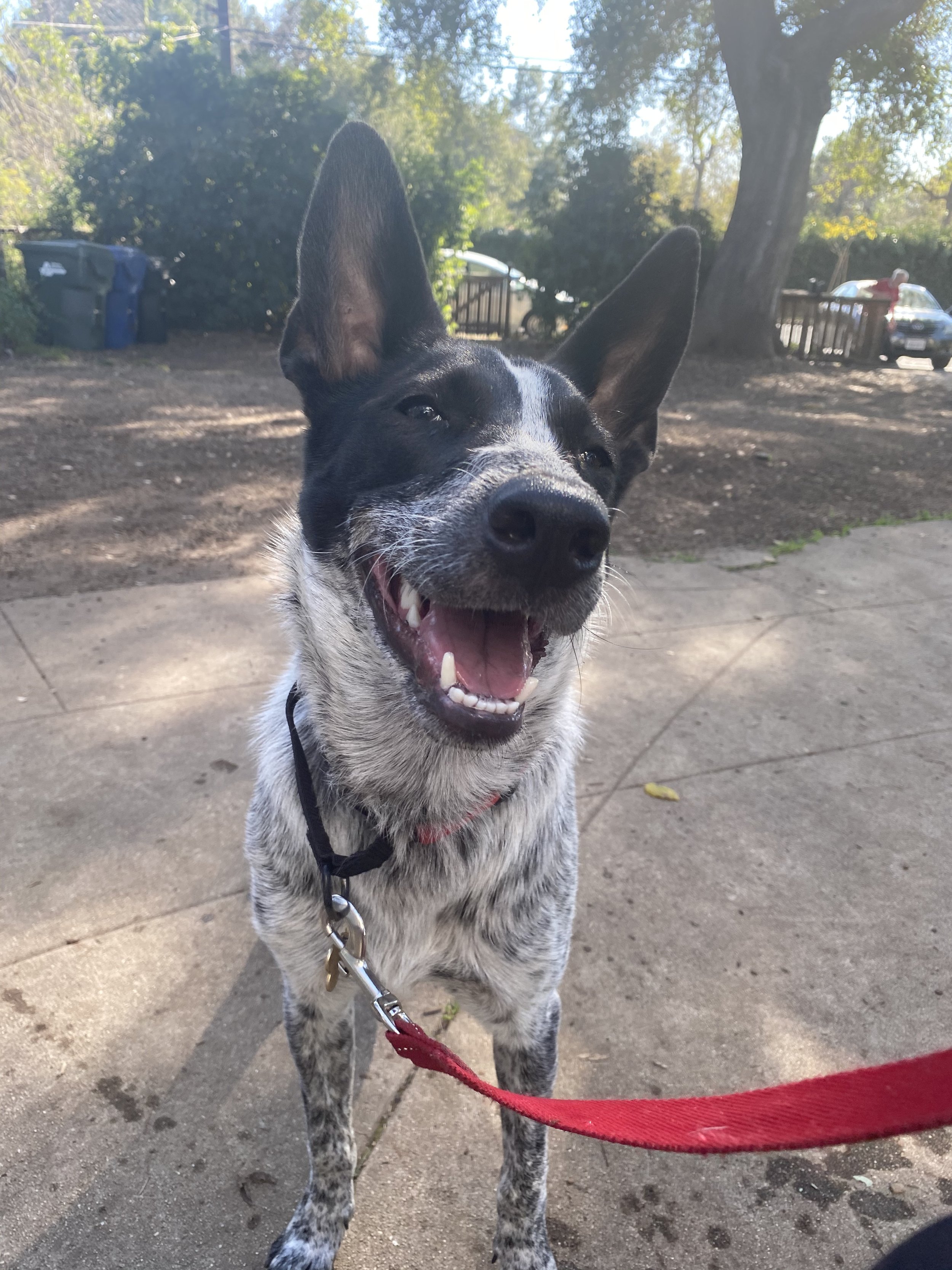Smiling black and white dog with large ears on a leash outdoors in a park.