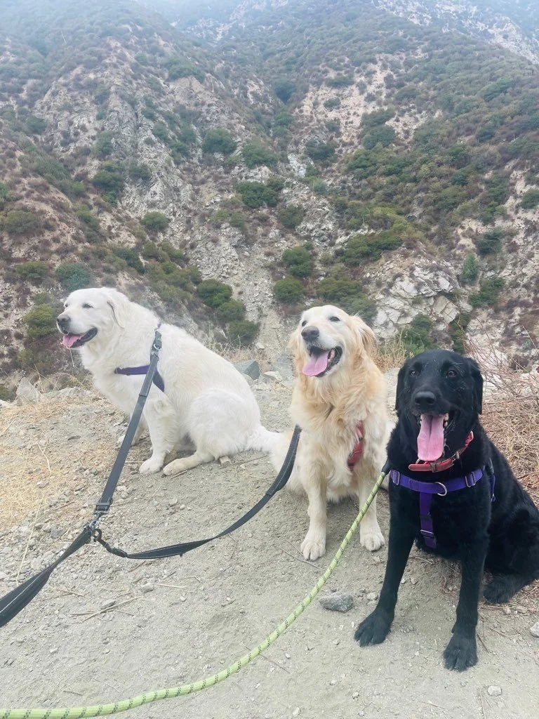 Three dogs sitting on a dirt trail in front of a mountainous landscape, with one white, one golden, and one black, all wearing harnesses and leashes.