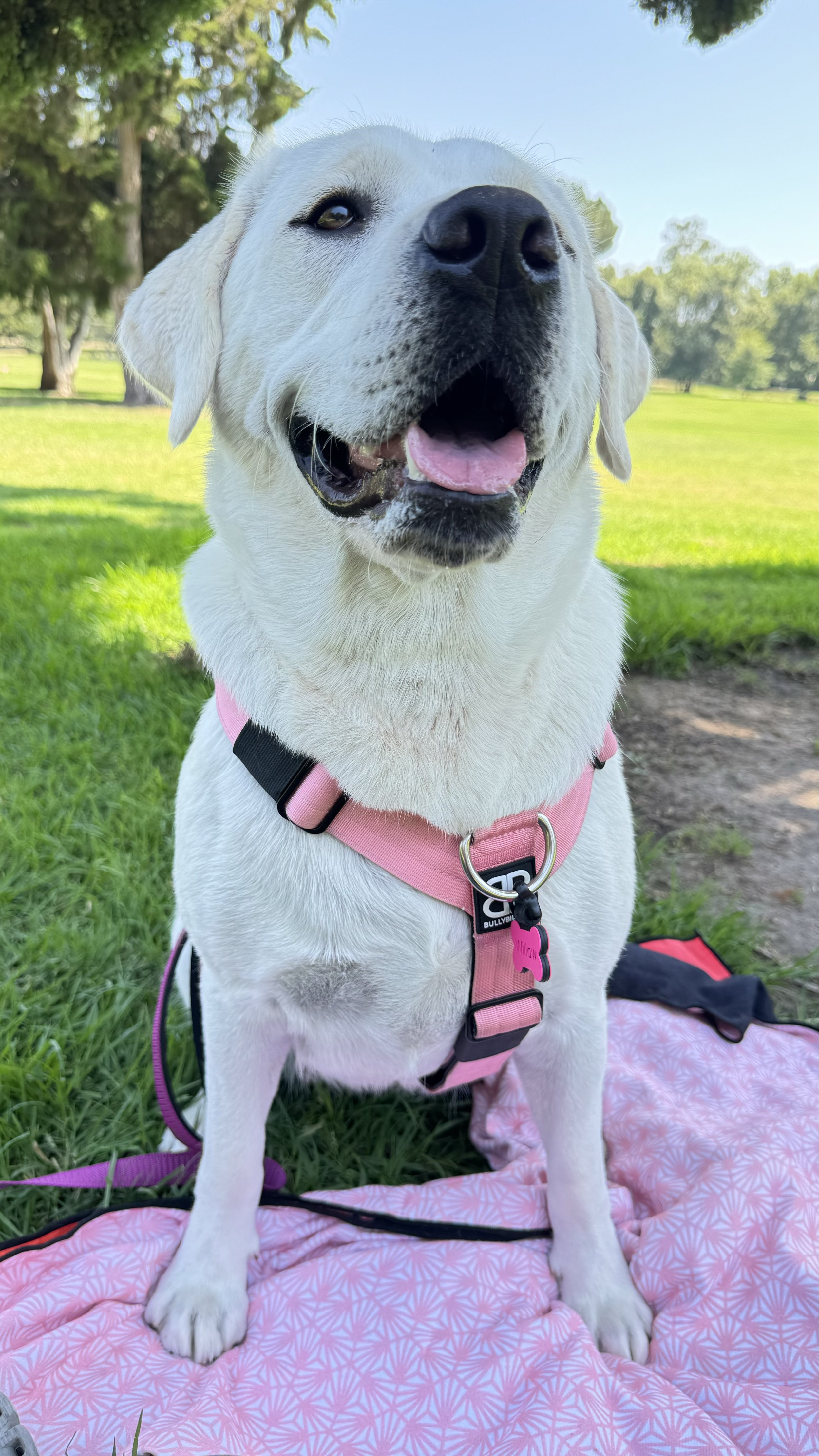 A happy yellow Labrador retriever wearing a pink harness, sitting on a pink blanket in a park with green grass and trees in the background.