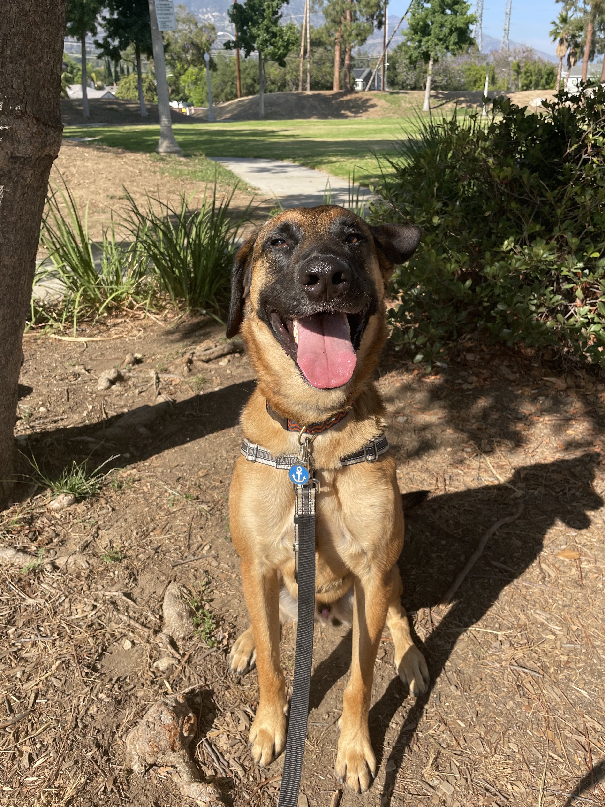 Happy brown dog with a black face and pink tongue sitting outdoors on dirt, with trees and bushes in the background.