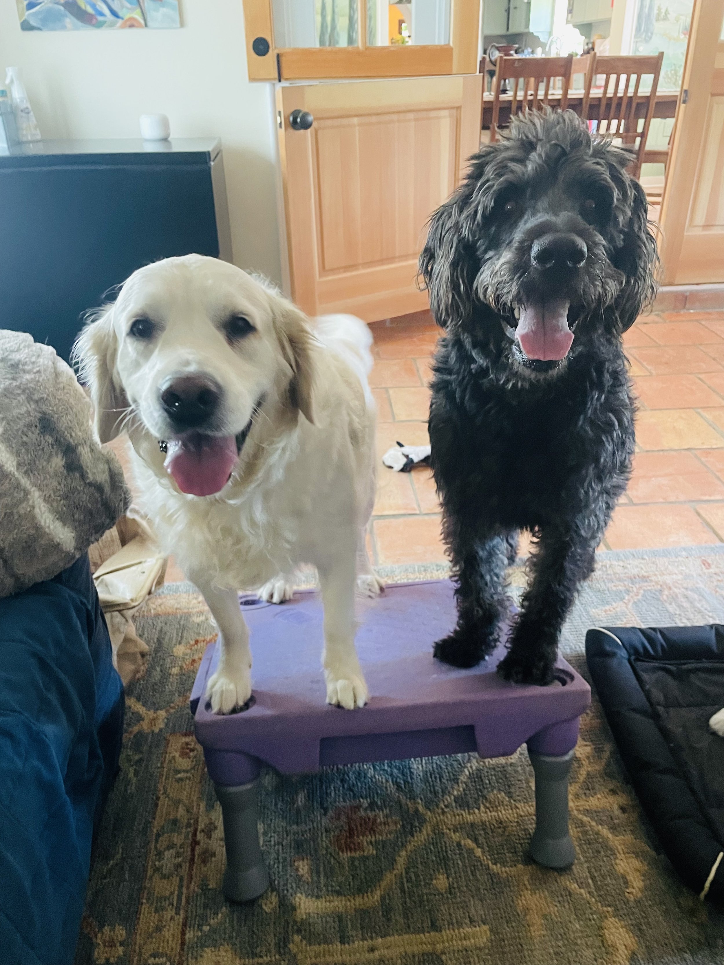 Two dogs, a yellow Labrador and a black curly-haired dog, standing on a purple elevated platform indoors, smiling with their tongues out.
