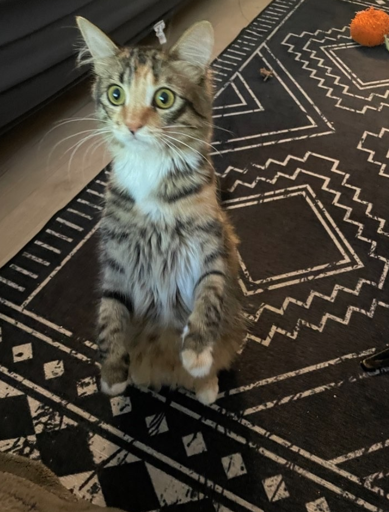 A young tabby kitten with green eyes sitting on a black and white geometric patterned rug, with a small orange toy in the background.