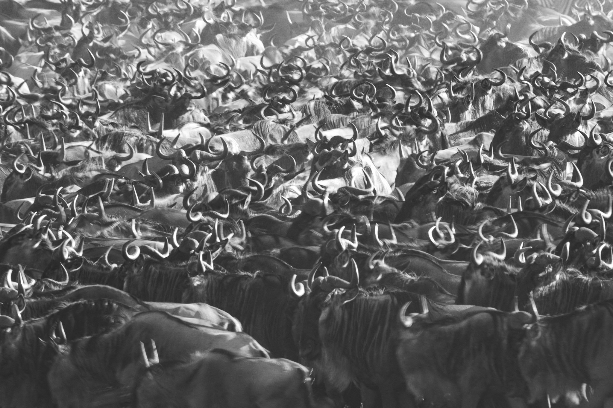 Wildebeest