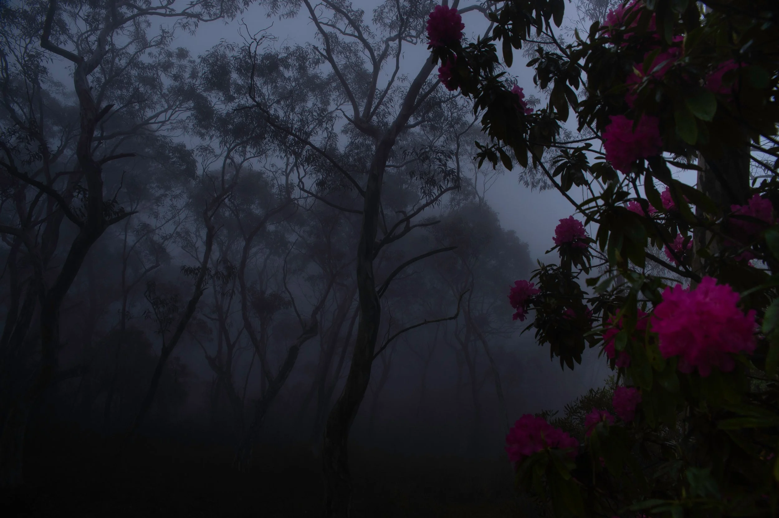 The Next Step, photographed at Blackheath NSW